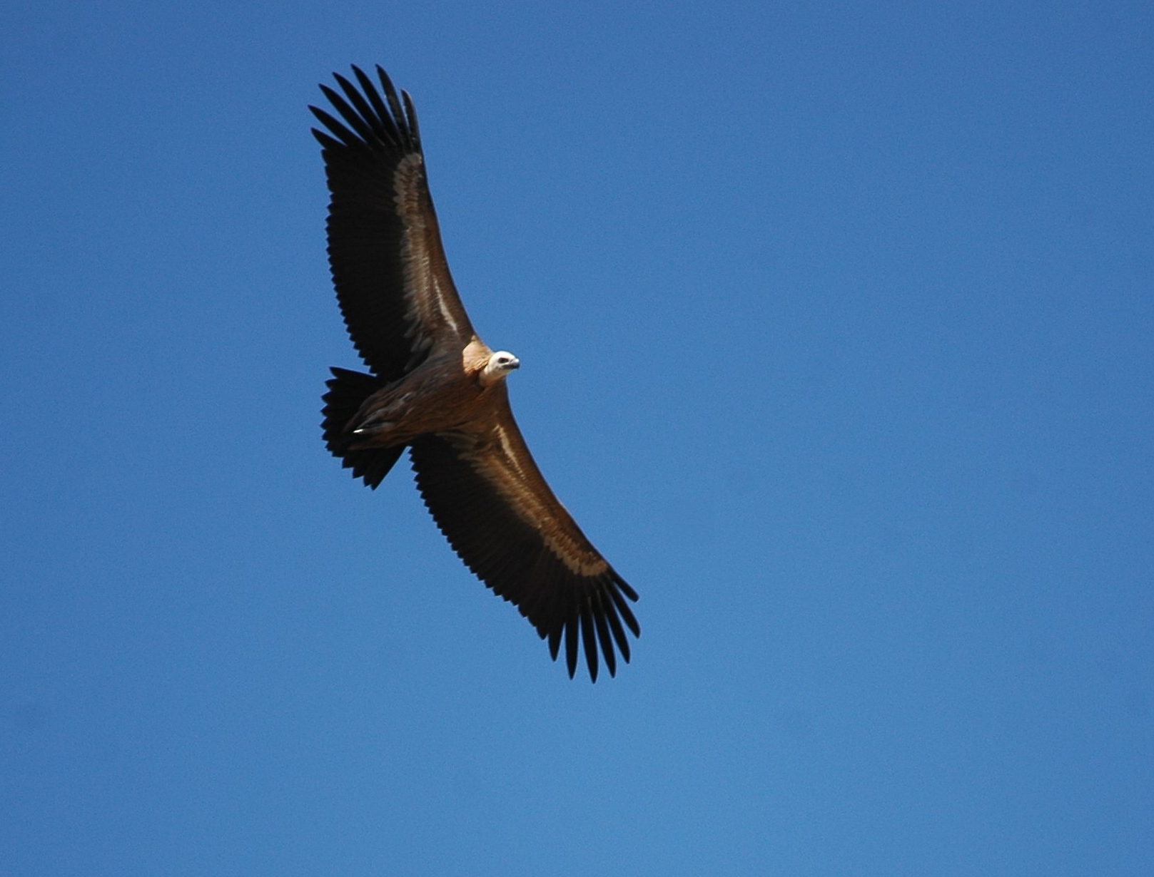 photos/wildlife/Bird_Species/032-Hawks-Eagles-Harriers-Falcons/0645-Eurasian_Griffon/20090921-Spain-33_sm.JPG