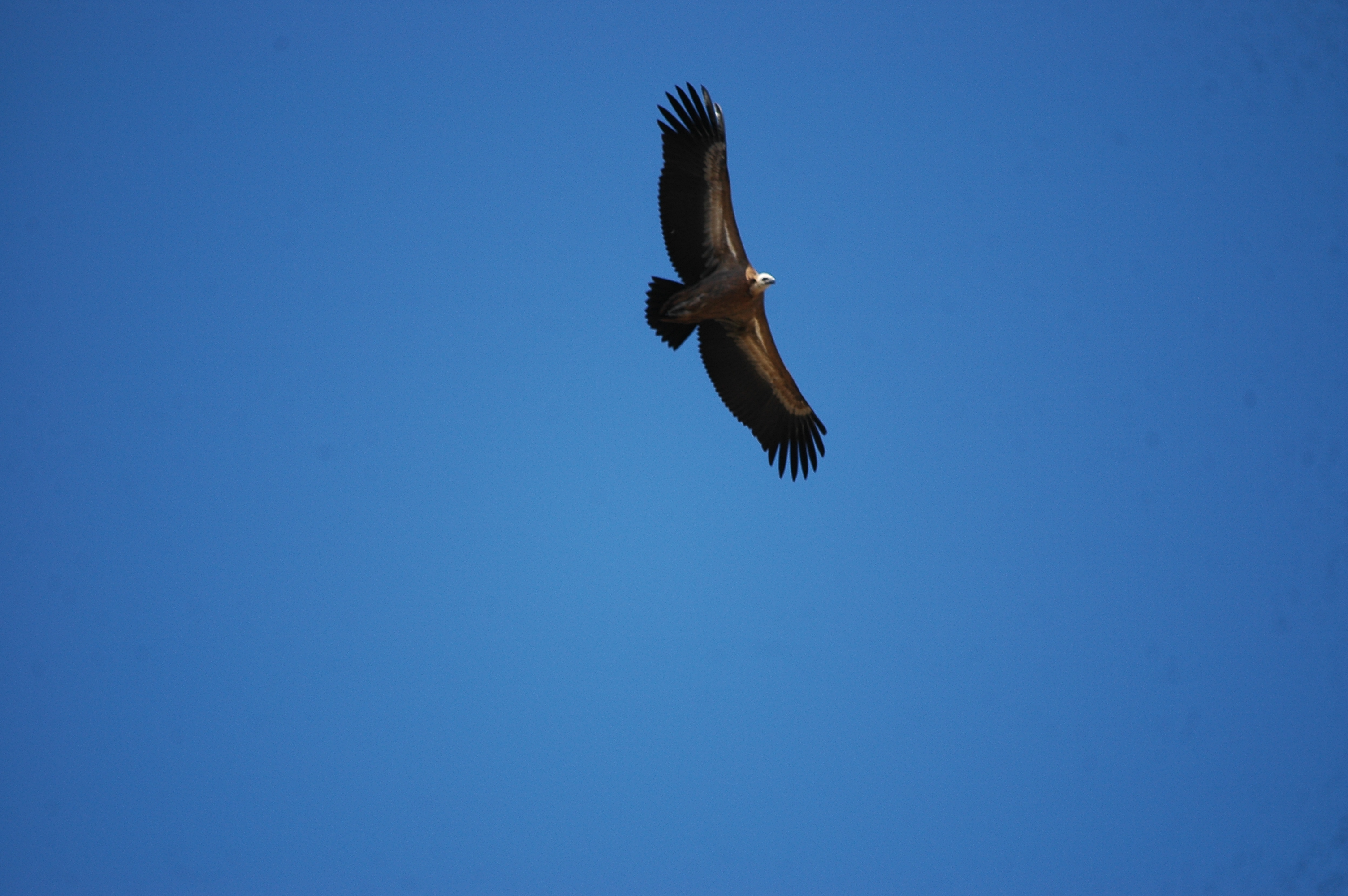 photos/wildlife/Bird_Species/032-Hawks-Eagles-Harriers-Falcons/0645-Eurasian_Griffon/20090921-Spain-34.jpg