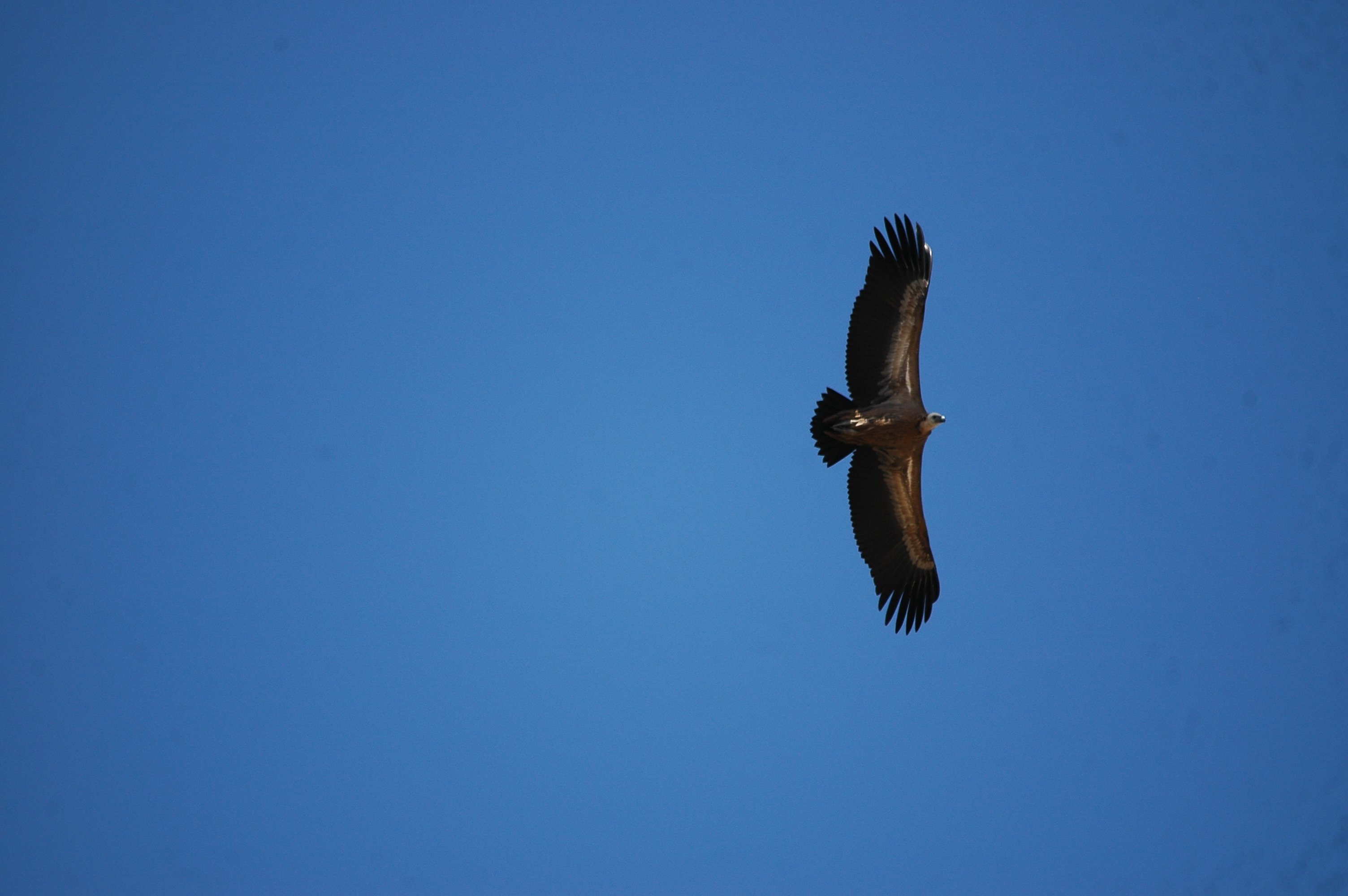 photos/wildlife/Bird_Species/032-Hawks-Eagles-Harriers-Falcons/0645-Eurasian_Griffon/20090921-Spain-35.jpg
