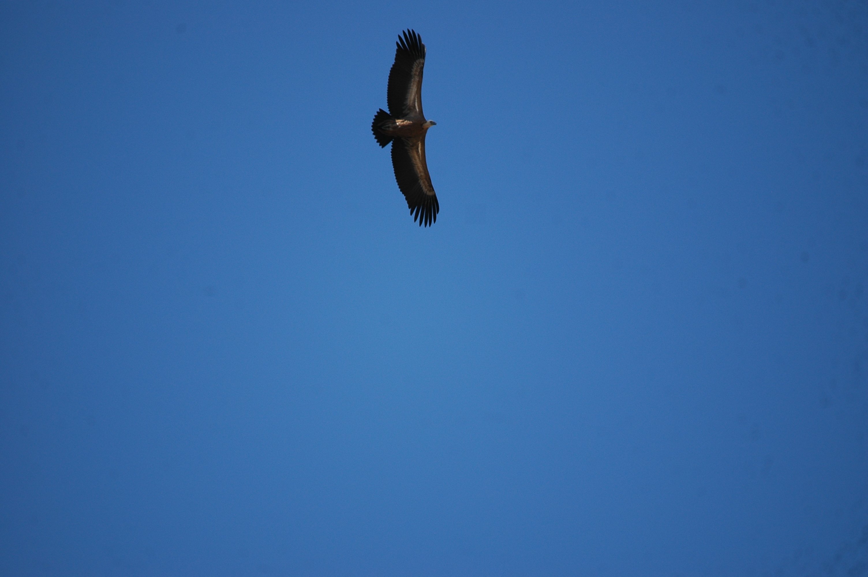 photos/wildlife/Bird_Species/032-Hawks-Eagles-Harriers-Falcons/0645-Eurasian_Griffon/20090921-Spain-36.jpg
