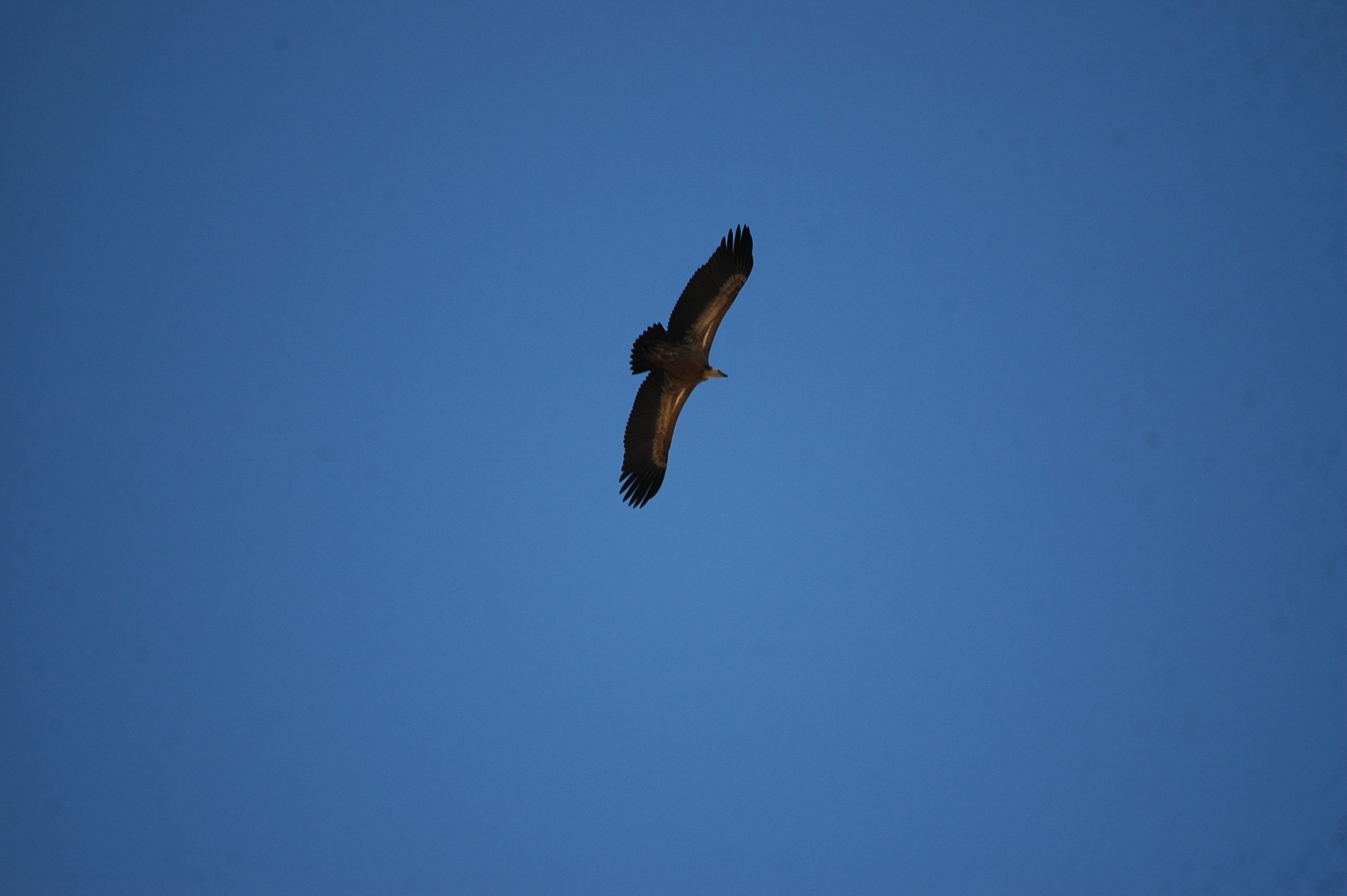 photos/wildlife/Bird_Species/032-Hawks-Eagles-Harriers-Falcons/0645-Eurasian_Griffon/20090921-Spain-37.jpg