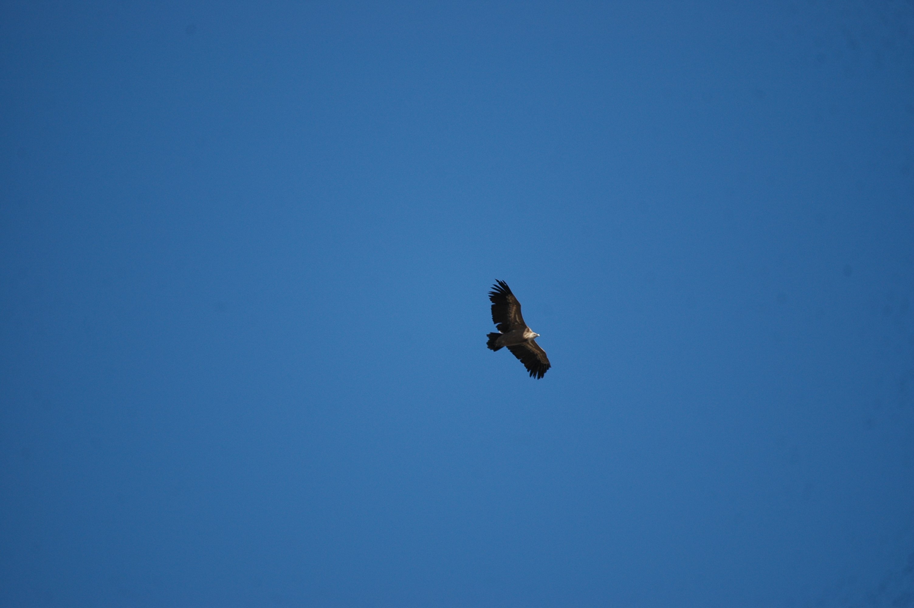 photos/wildlife/Bird_Species/032-Hawks-Eagles-Harriers-Falcons/0645-Eurasian_Griffon/20090922-Spain-01.jpg