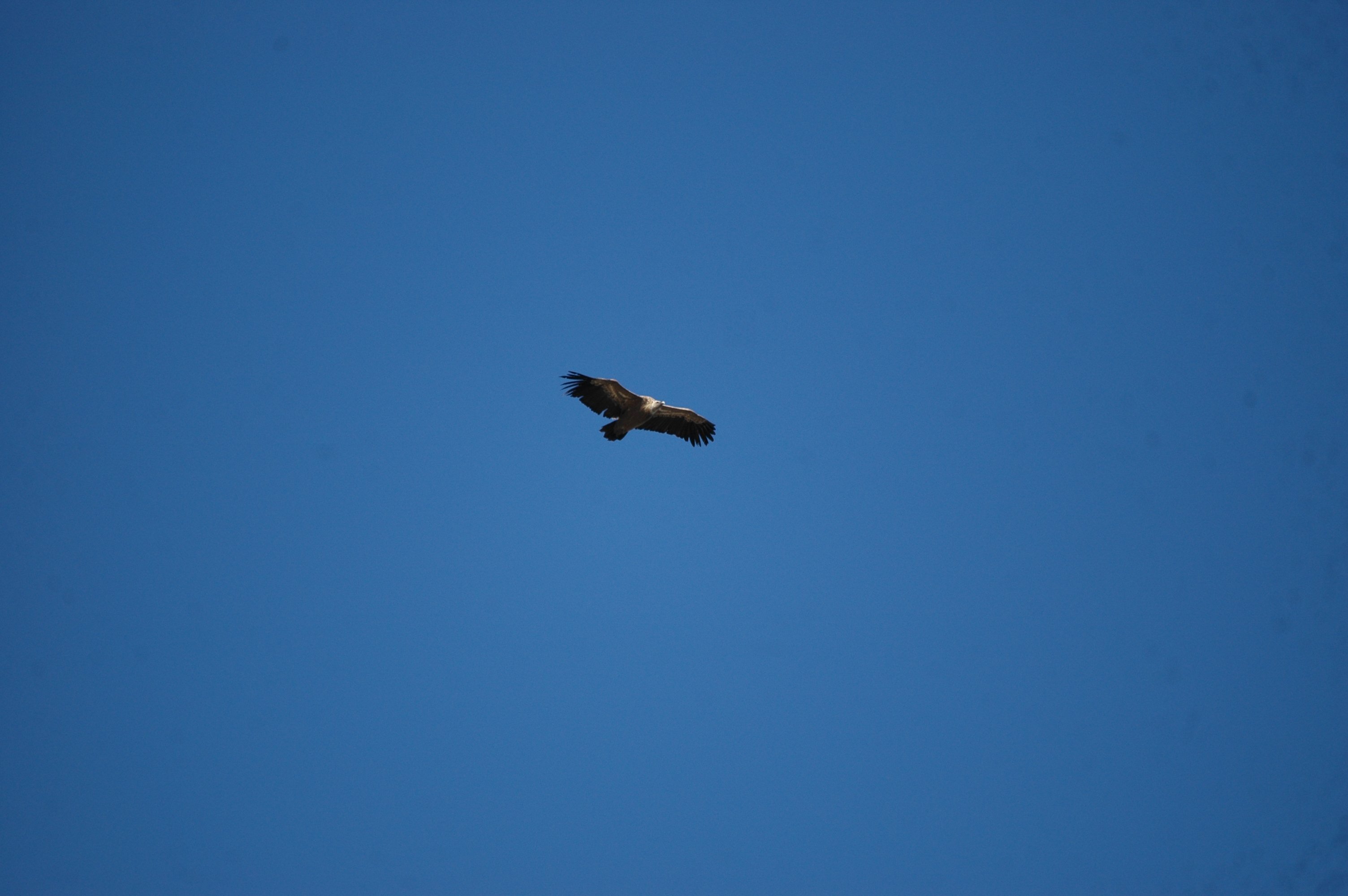 photos/wildlife/Bird_Species/032-Hawks-Eagles-Harriers-Falcons/0645-Eurasian_Griffon/20090922-Spain-02.jpg