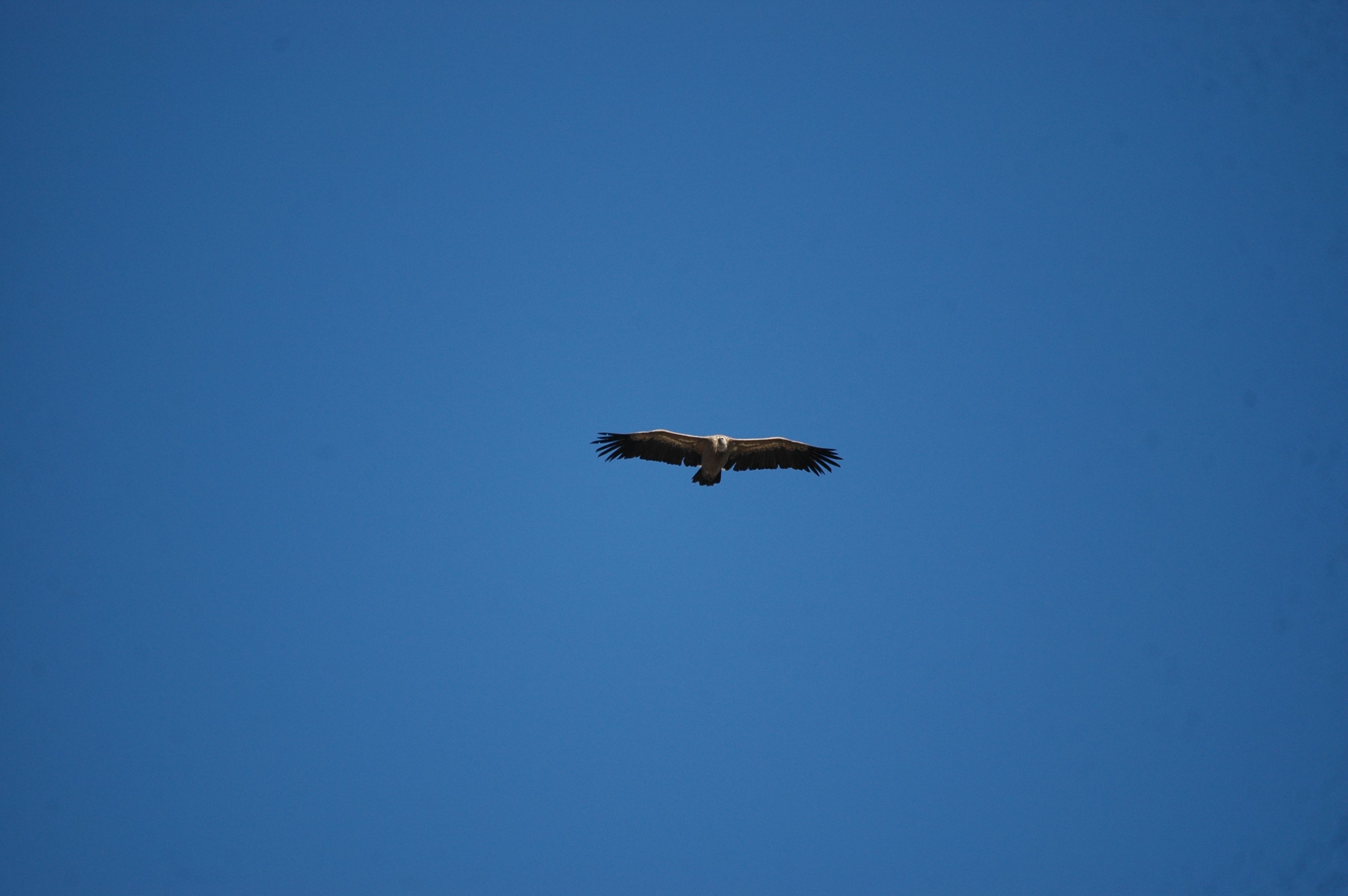 photos/wildlife/Bird_Species/032-Hawks-Eagles-Harriers-Falcons/0645-Eurasian_Griffon/20090922-Spain-03.jpg