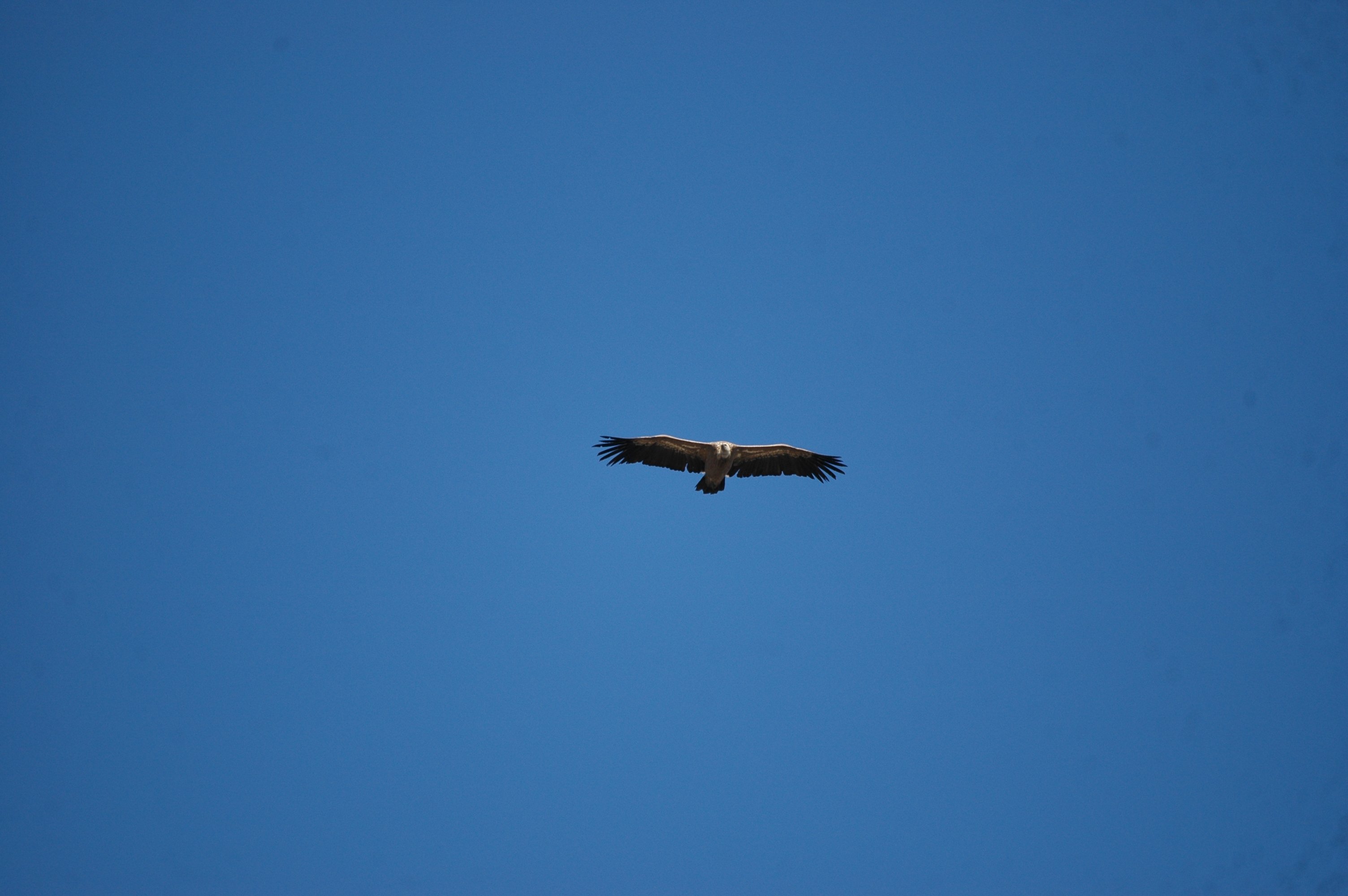 photos/wildlife/Bird_Species/032-Hawks-Eagles-Harriers-Falcons/0645-Eurasian_Griffon/20090922-Spain-04.jpg