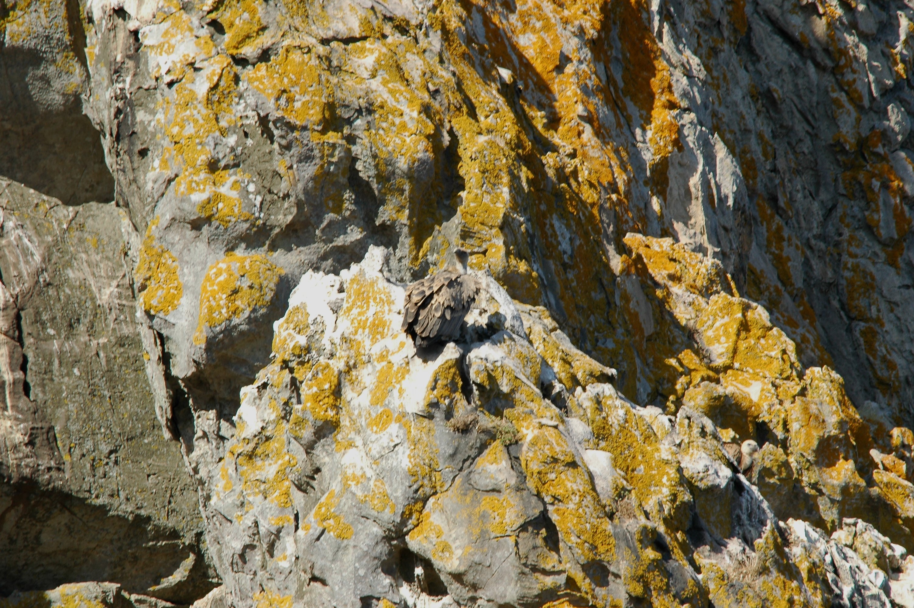photos/wildlife/Bird_Species/032-Hawks-Eagles-Harriers-Falcons/0645-Eurasian_Griffon/20090922-Spain-06.jpg