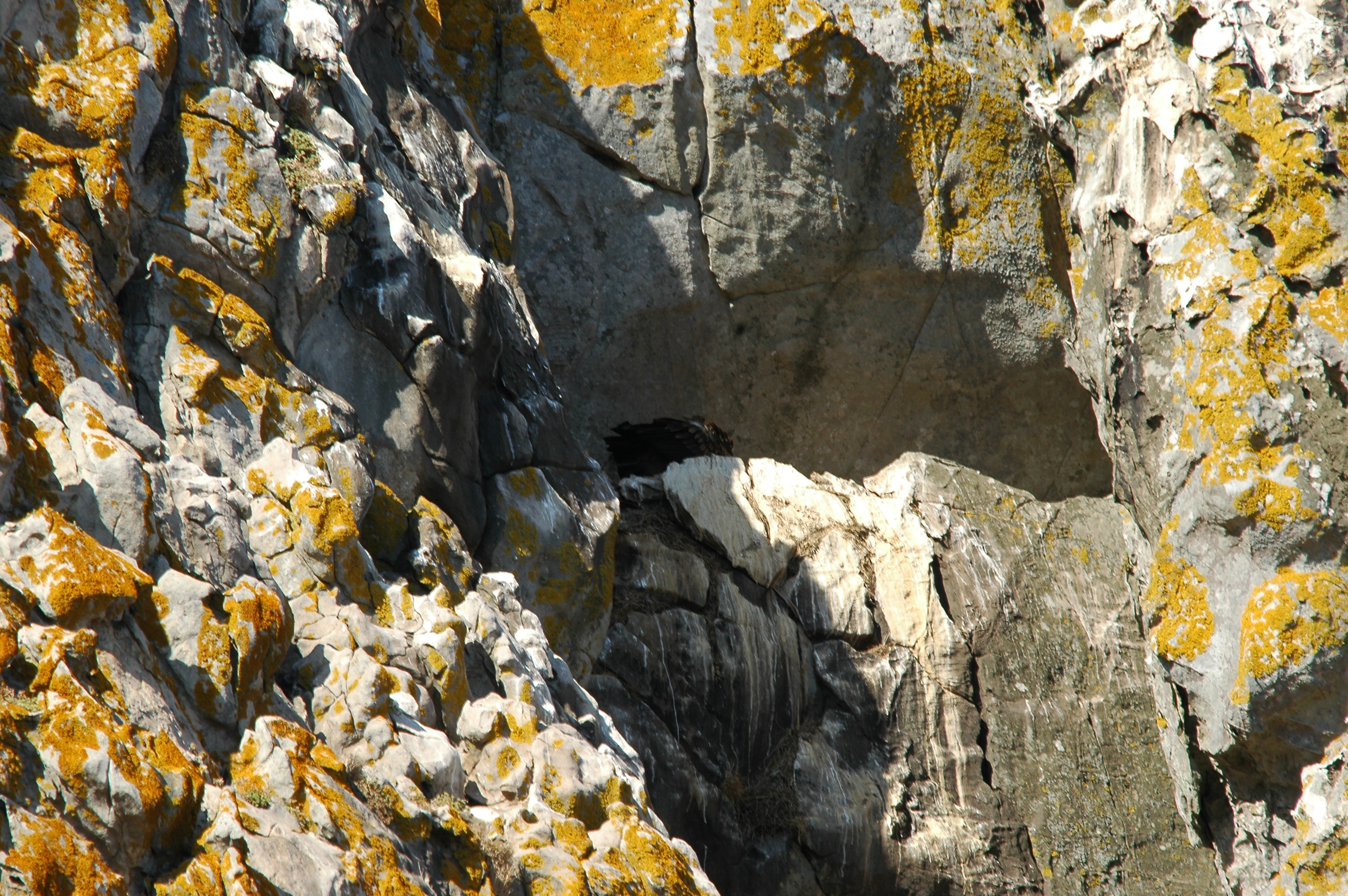 photos/wildlife/Bird_Species/032-Hawks-Eagles-Harriers-Falcons/0645-Eurasian_Griffon/20090922-Spain-07.jpg