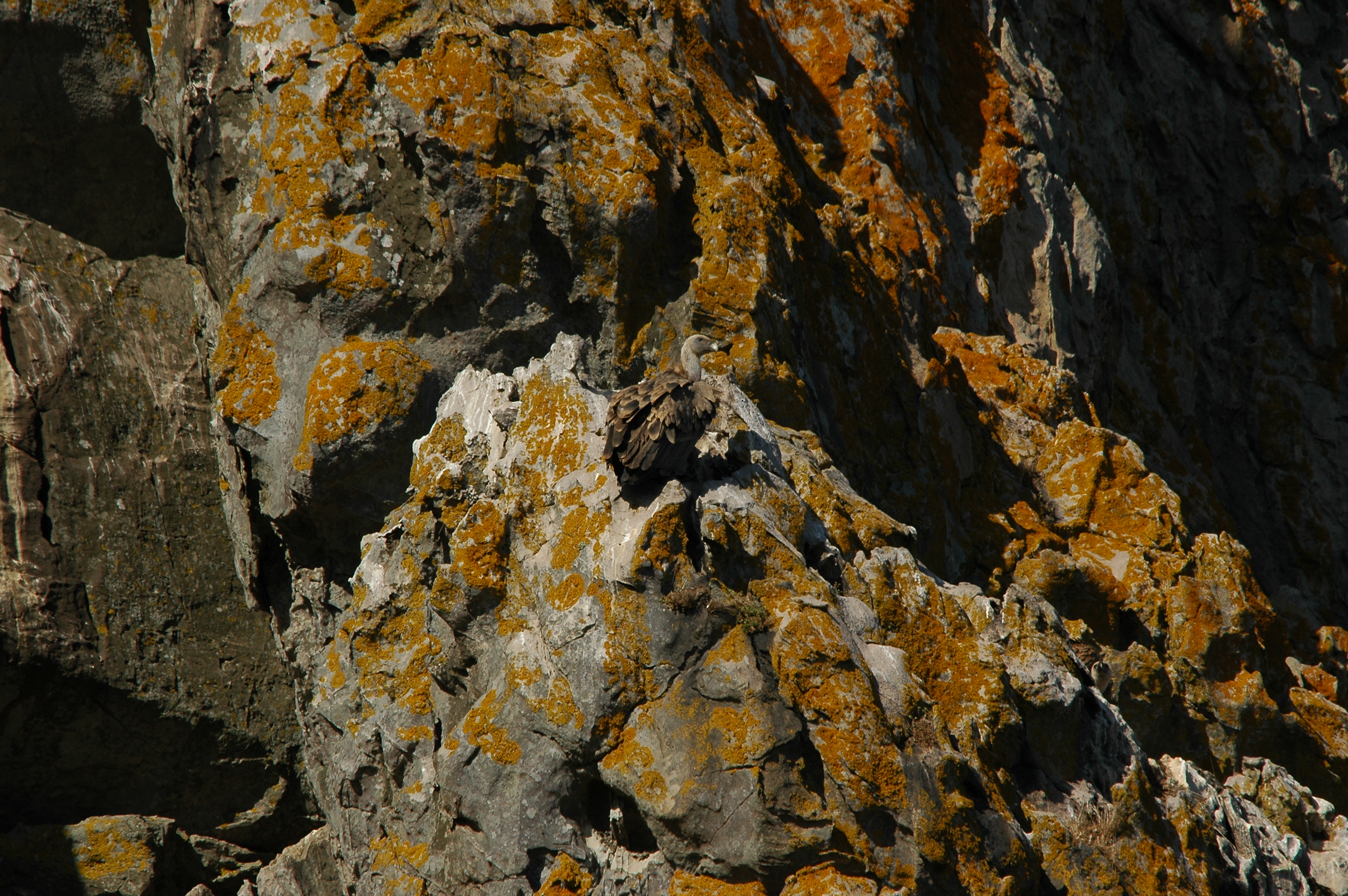 photos/wildlife/Bird_Species/032-Hawks-Eagles-Harriers-Falcons/0645-Eurasian_Griffon/20090922-Spain-08.jpg