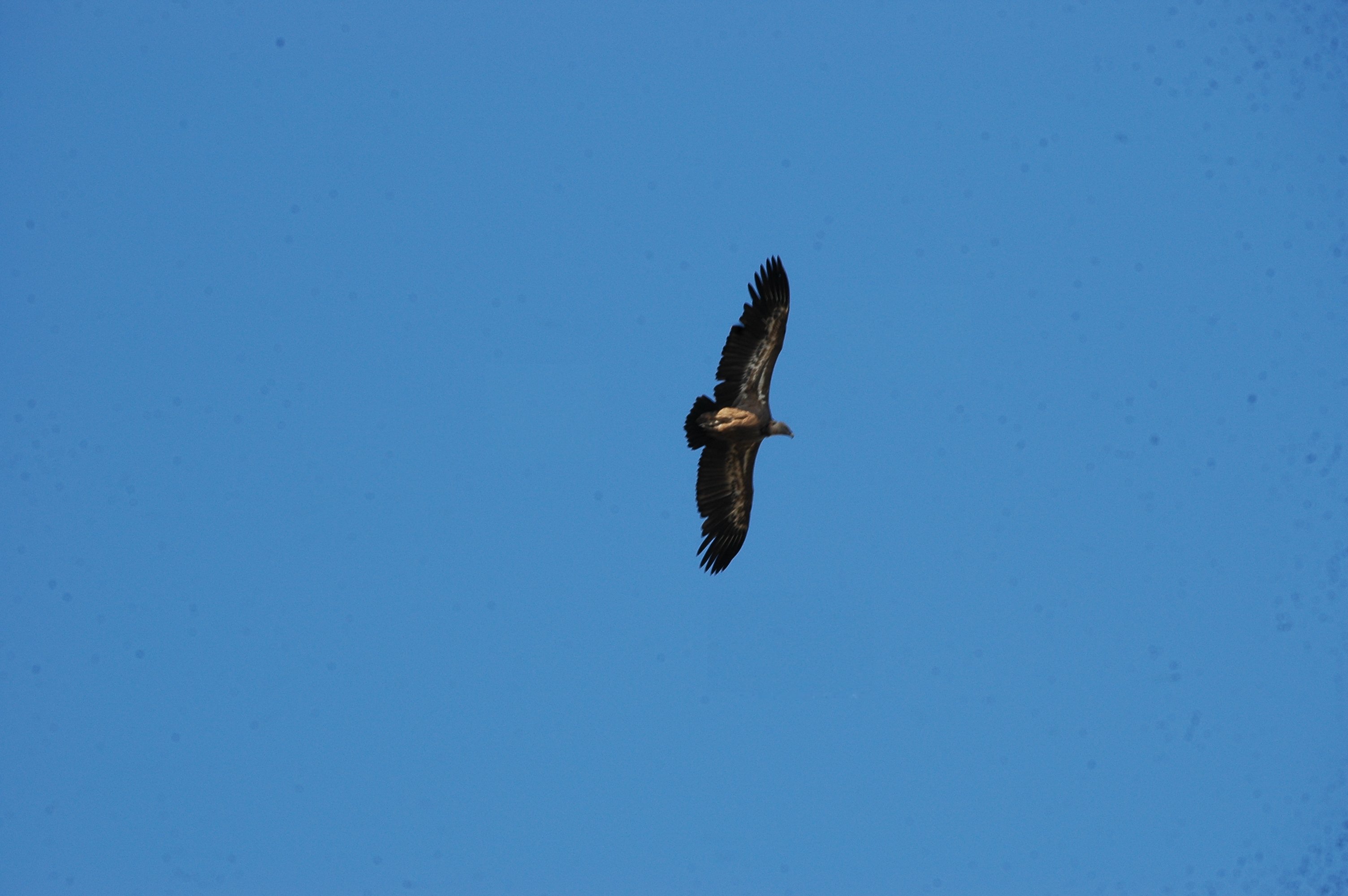 photos/wildlife/Bird_Species/032-Hawks-Eagles-Harriers-Falcons/0645-Eurasian_Griffon/20090922-Spain-09.jpg