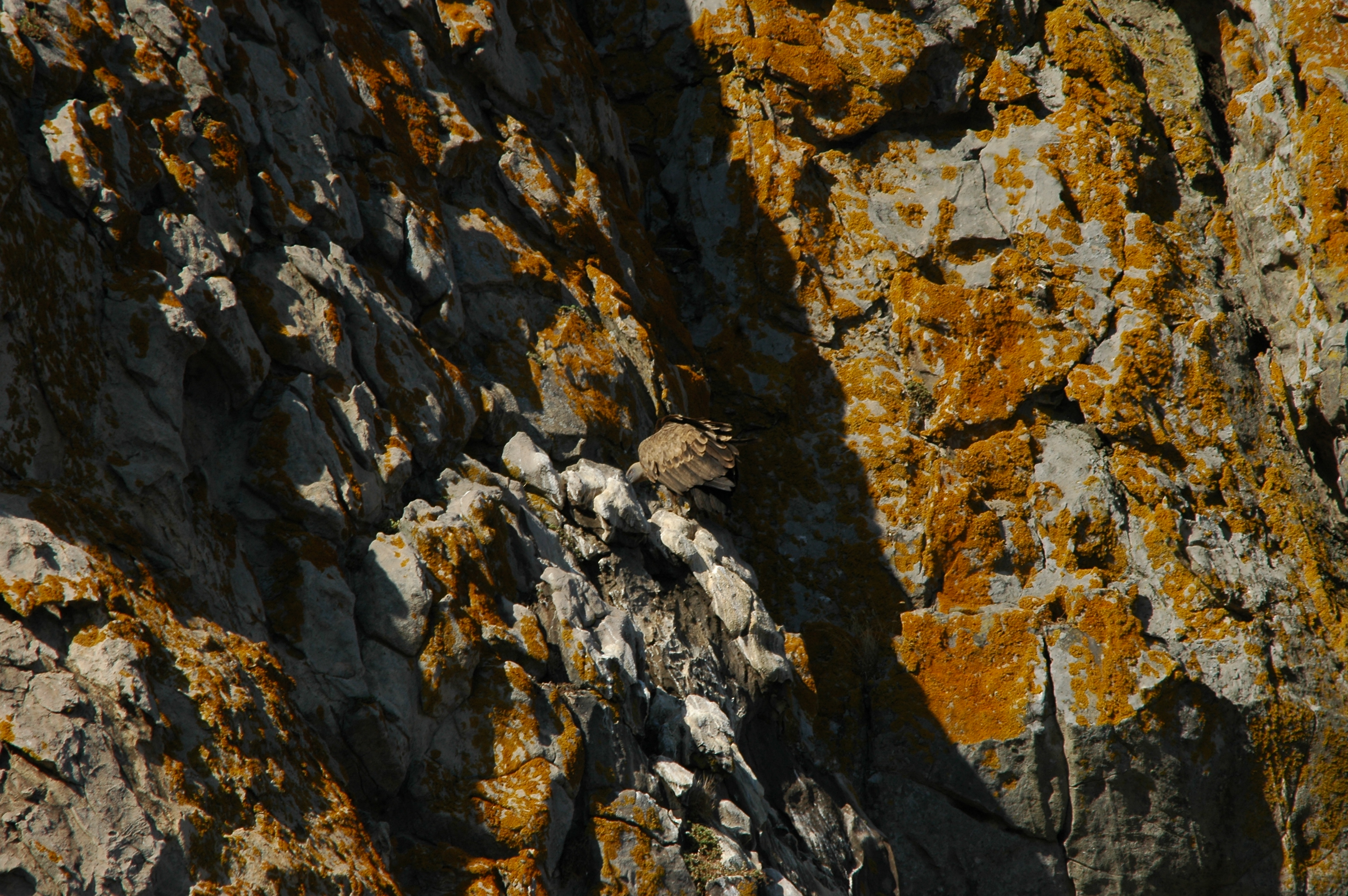 photos/wildlife/Bird_Species/032-Hawks-Eagles-Harriers-Falcons/0645-Eurasian_Griffon/20090922-Spain-10.jpg