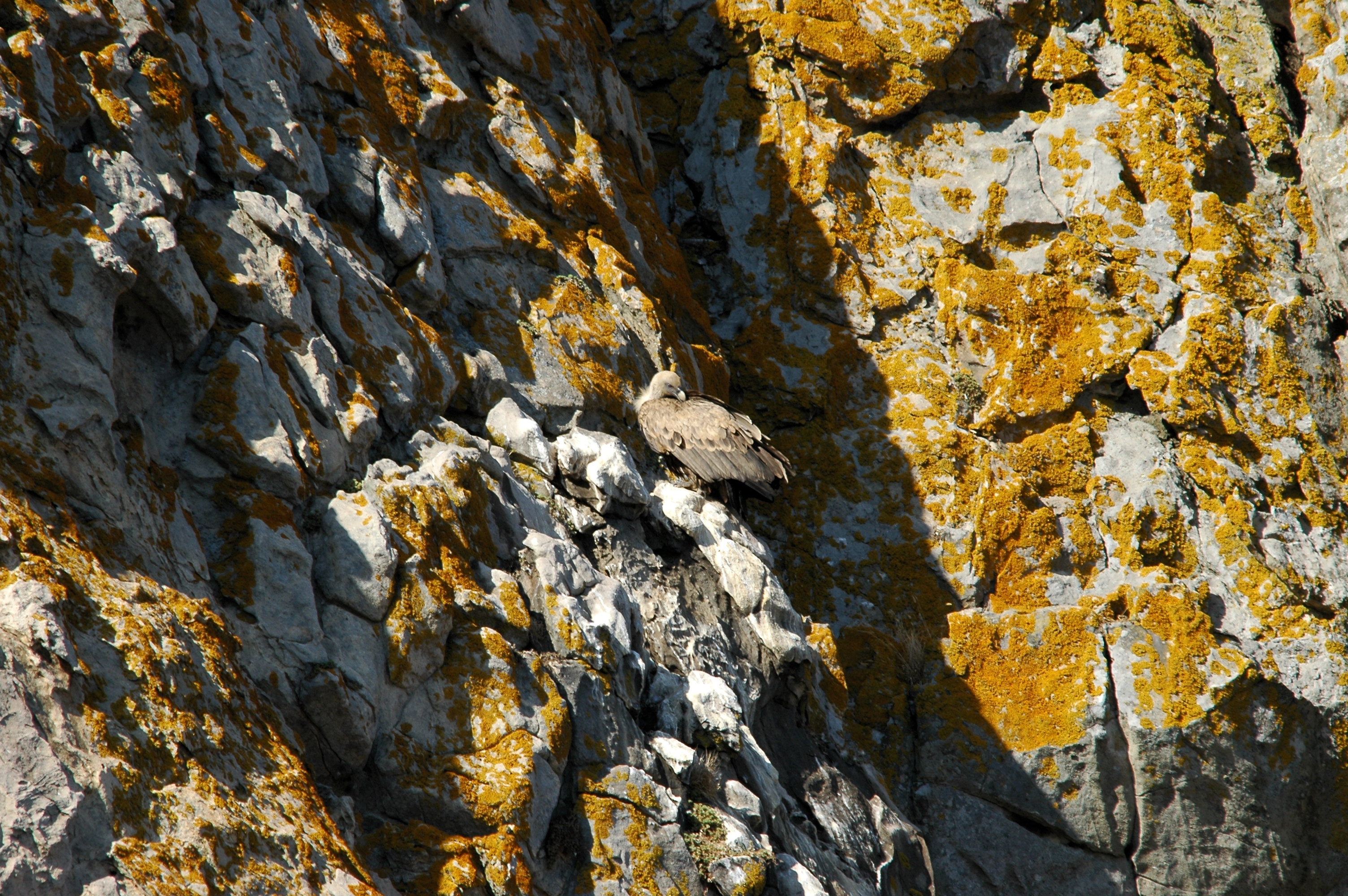 photos/wildlife/Bird_Species/032-Hawks-Eagles-Harriers-Falcons/0645-Eurasian_Griffon/20090922-Spain-11.jpg