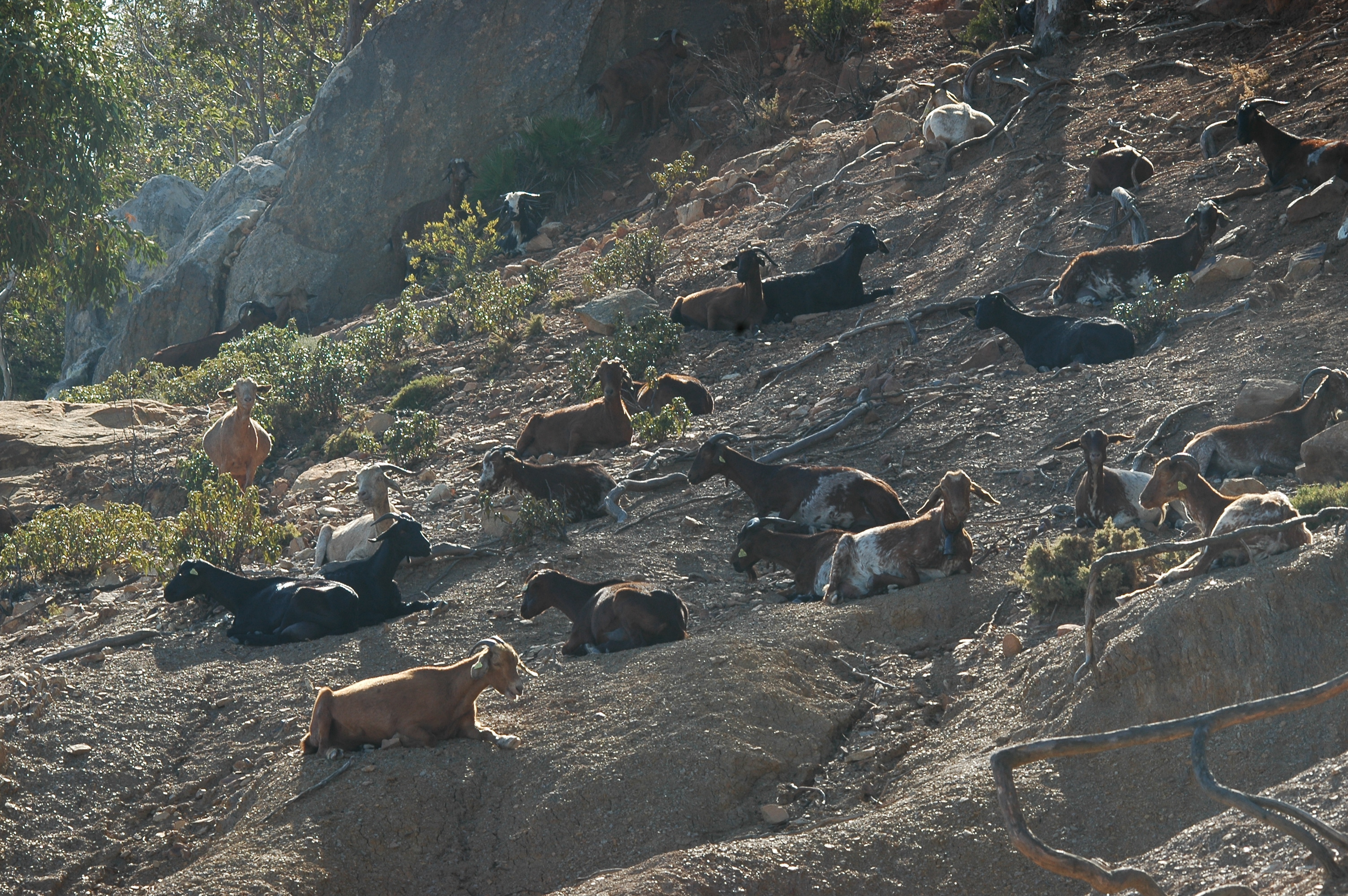 photos/wildlife/Bird_Species/032-Hawks-Eagles-Harriers-Falcons/0645-Eurasian_Griffon/20090922-Spain-12.jpg