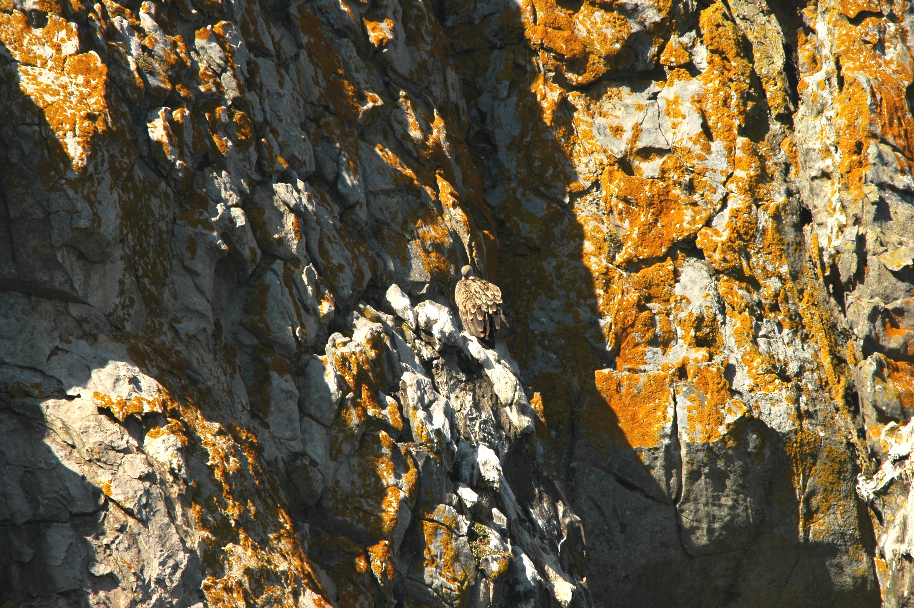 photos/wildlife/Bird_Species/032-Hawks-Eagles-Harriers-Falcons/0645-Eurasian_Griffon/20090922-Spain-13.jpg