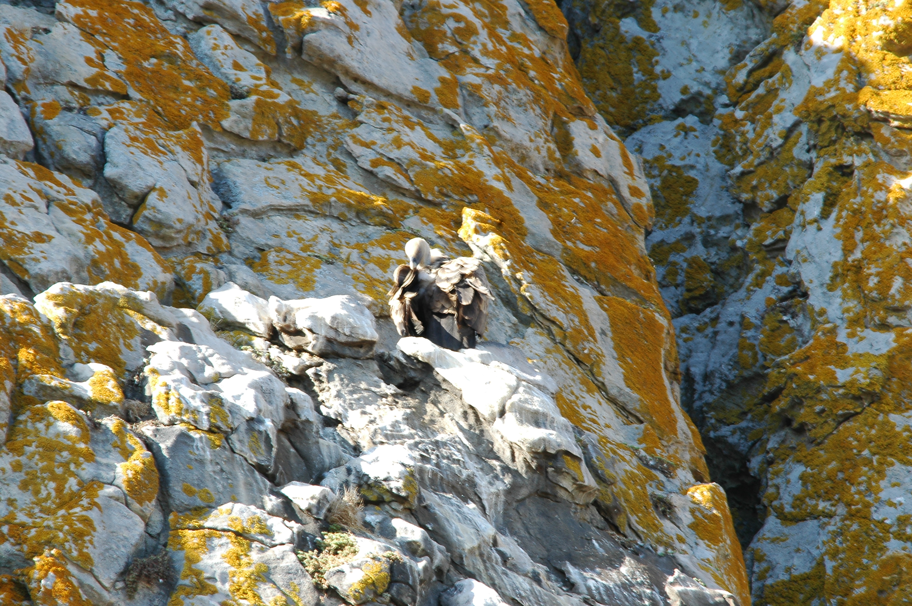 photos/wildlife/Bird_Species/032-Hawks-Eagles-Harriers-Falcons/0645-Eurasian_Griffon/20090922-Spain-14.jpg