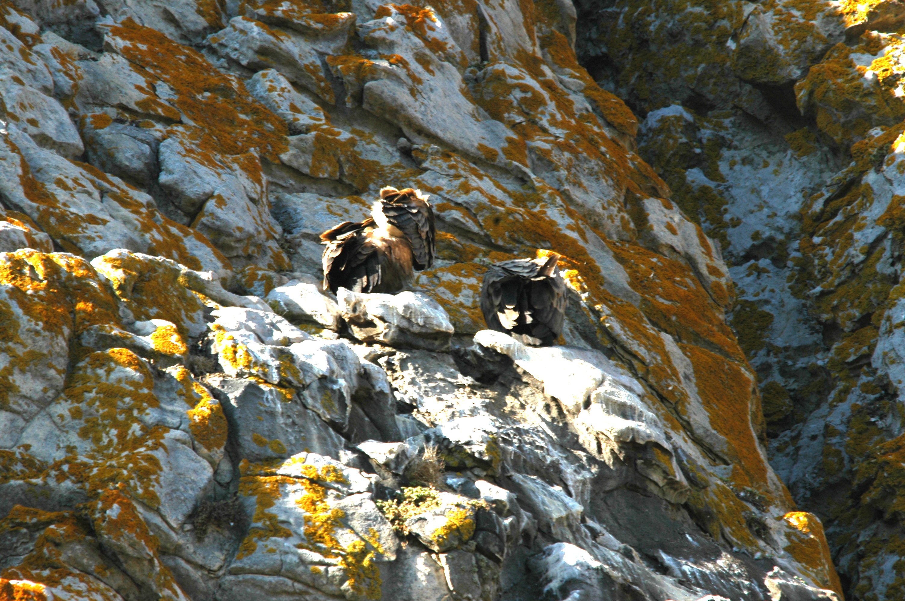 photos/wildlife/Bird_Species/032-Hawks-Eagles-Harriers-Falcons/0645-Eurasian_Griffon/20090922-Spain-15.jpg