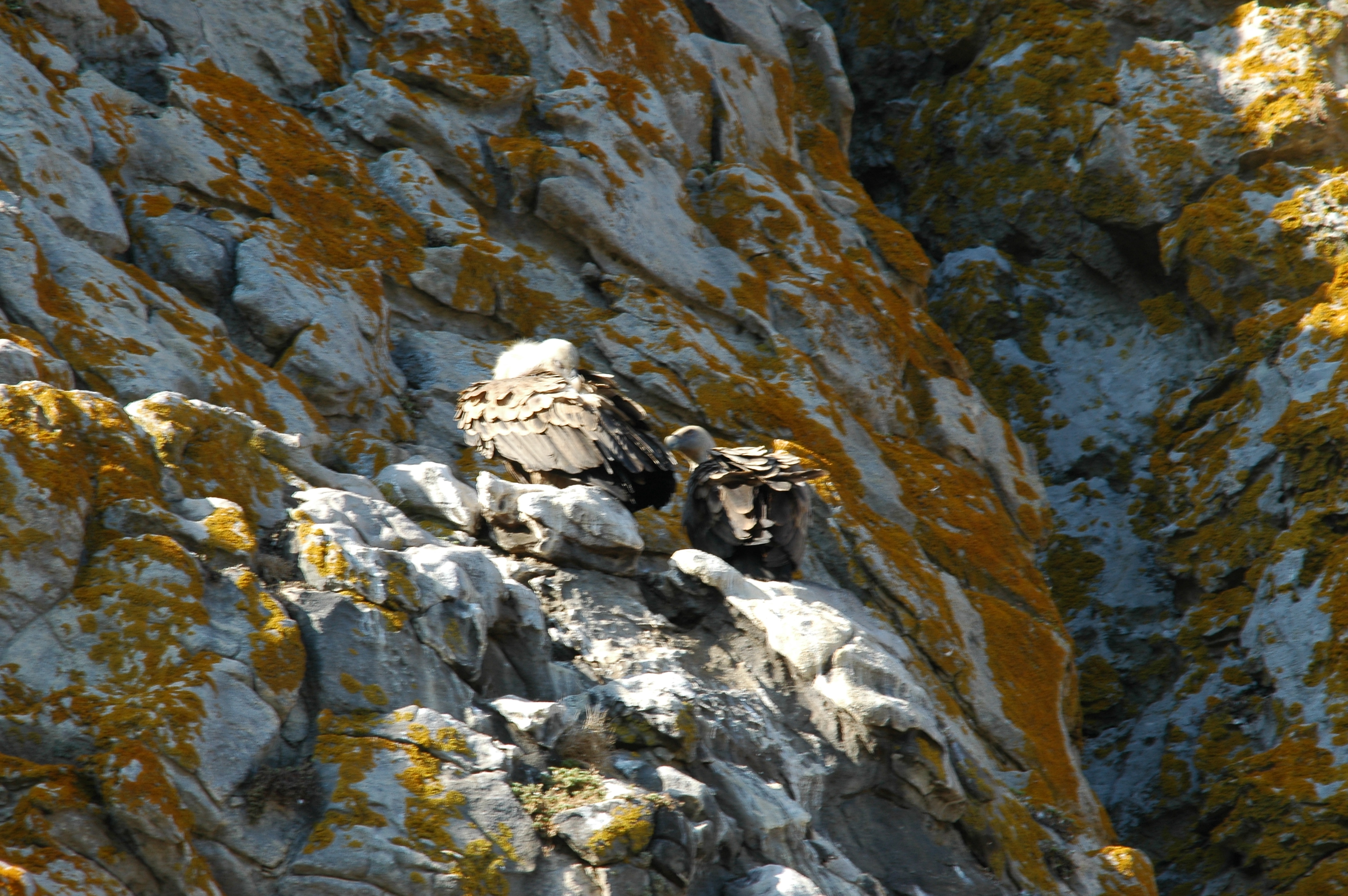 photos/wildlife/Bird_Species/032-Hawks-Eagles-Harriers-Falcons/0645-Eurasian_Griffon/20090922-Spain-16.jpg