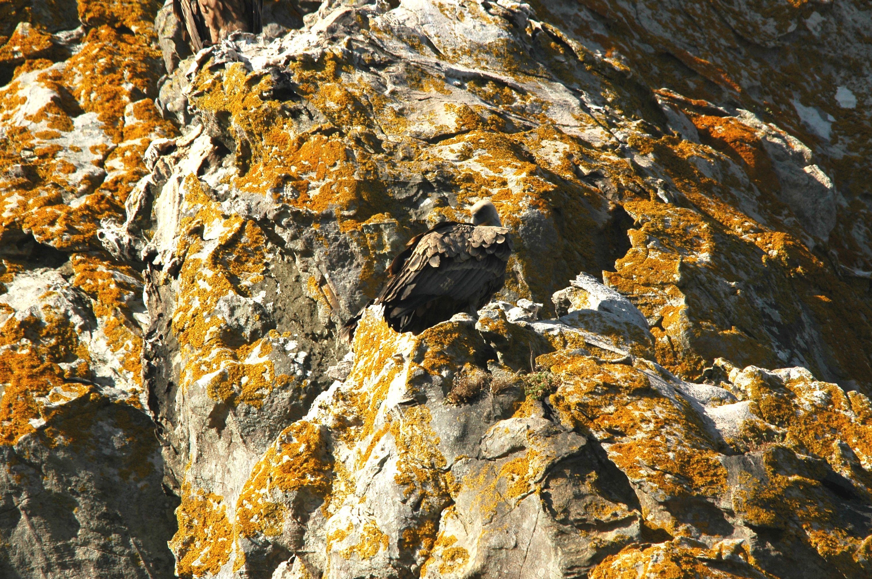 photos/wildlife/Bird_Species/032-Hawks-Eagles-Harriers-Falcons/0645-Eurasian_Griffon/20090922-Spain-17.jpg