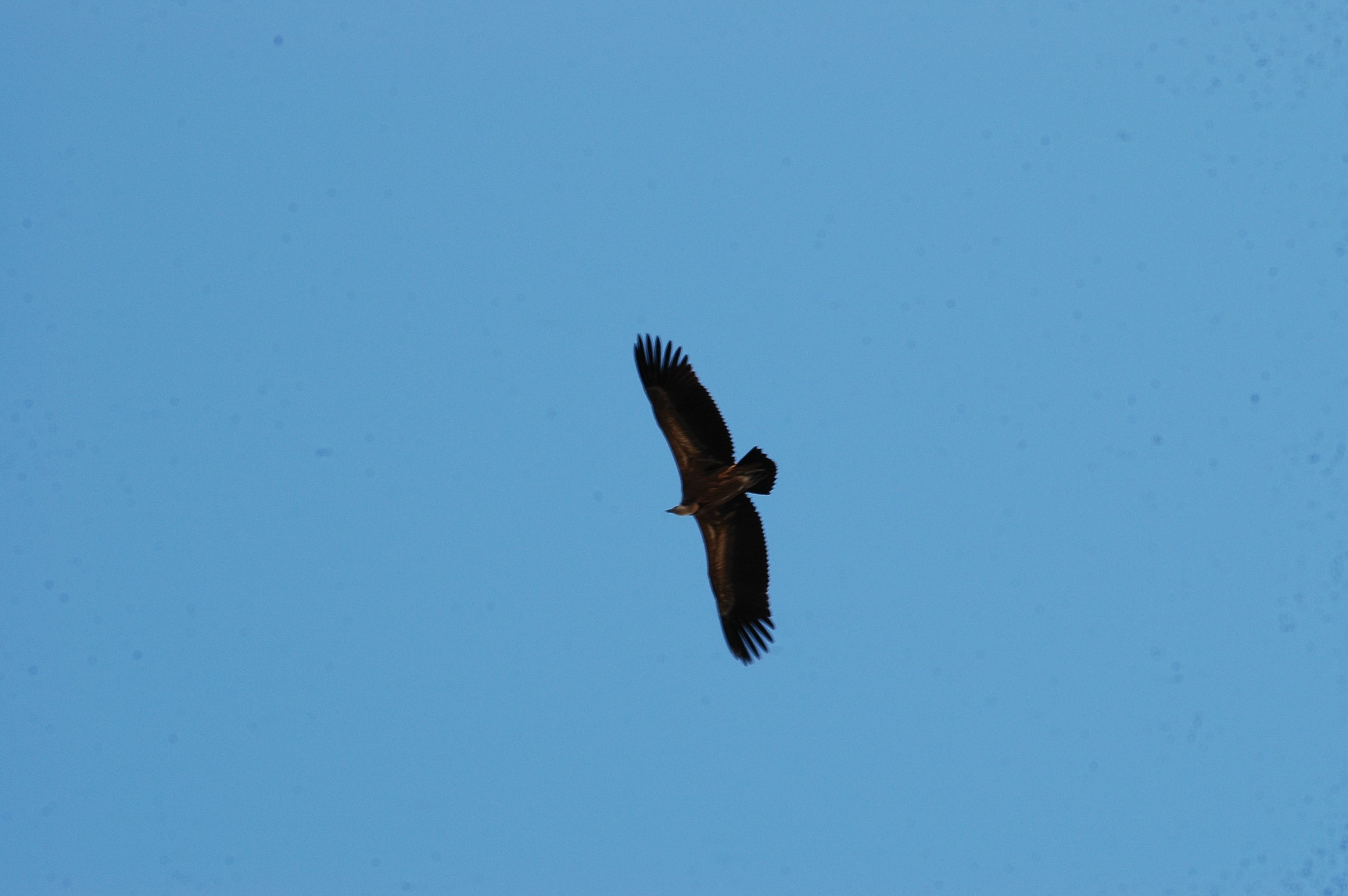 photos/wildlife/Bird_Species/032-Hawks-Eagles-Harriers-Falcons/0645-Eurasian_Griffon/20090922-Spain-18.jpg