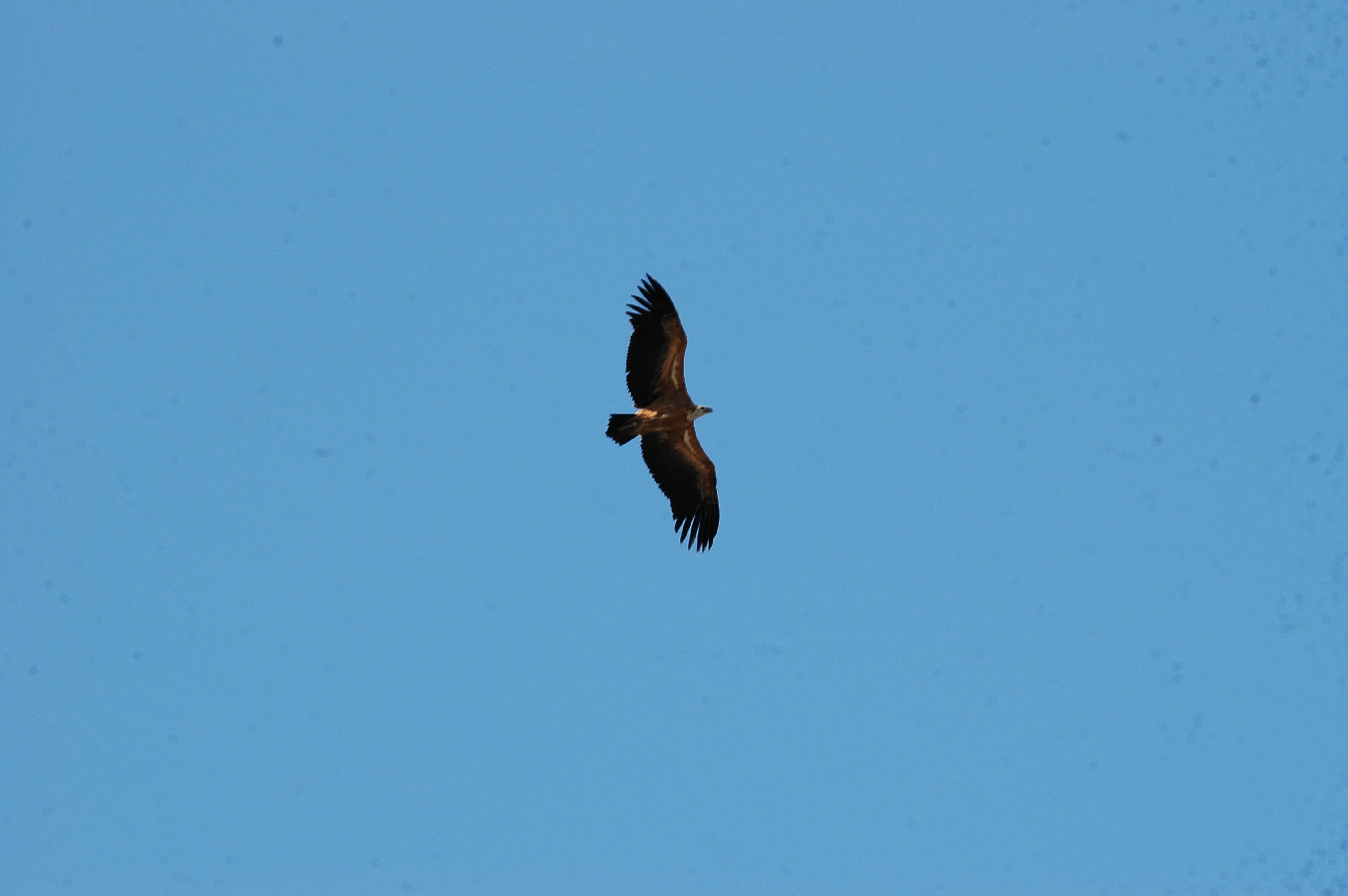 photos/wildlife/Bird_Species/032-Hawks-Eagles-Harriers-Falcons/0645-Eurasian_Griffon/20090922-Spain-19.jpg