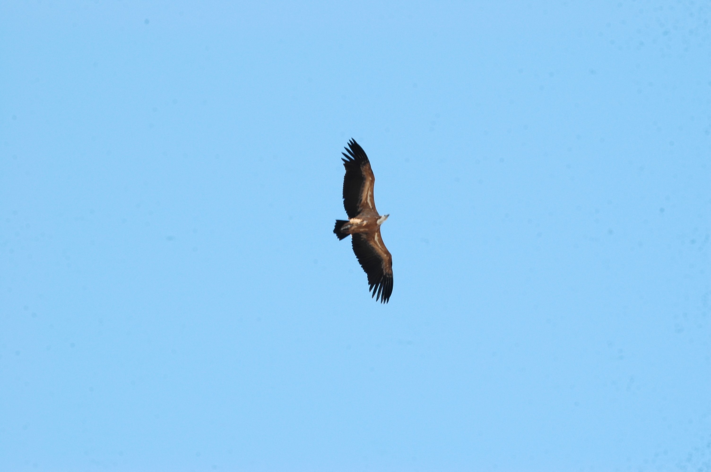 photos/wildlife/Bird_Species/032-Hawks-Eagles-Harriers-Falcons/0645-Eurasian_Griffon/20090922-Spain-20.jpg
