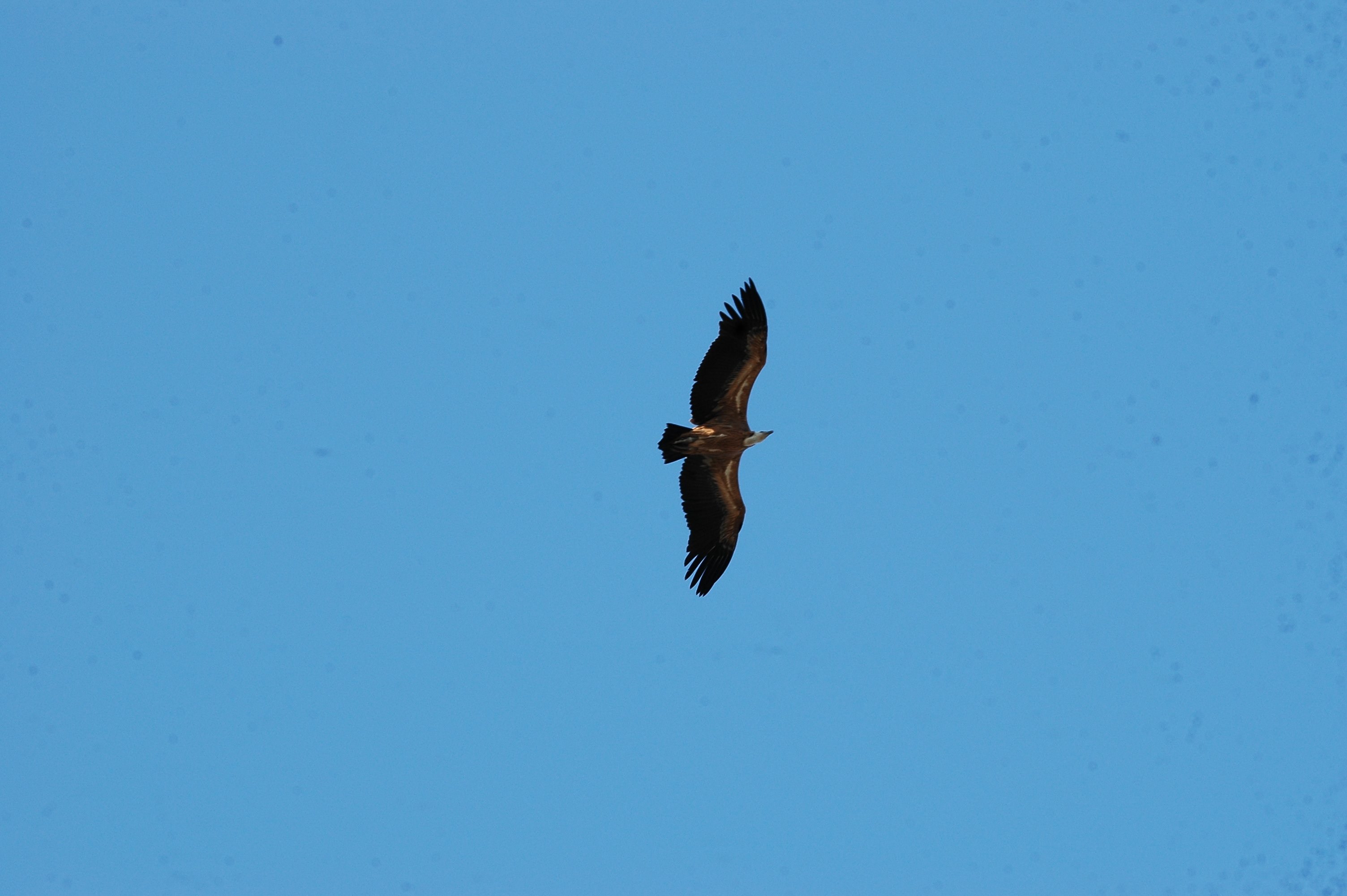 photos/wildlife/Bird_Species/032-Hawks-Eagles-Harriers-Falcons/0645-Eurasian_Griffon/20090922-Spain-21.jpg