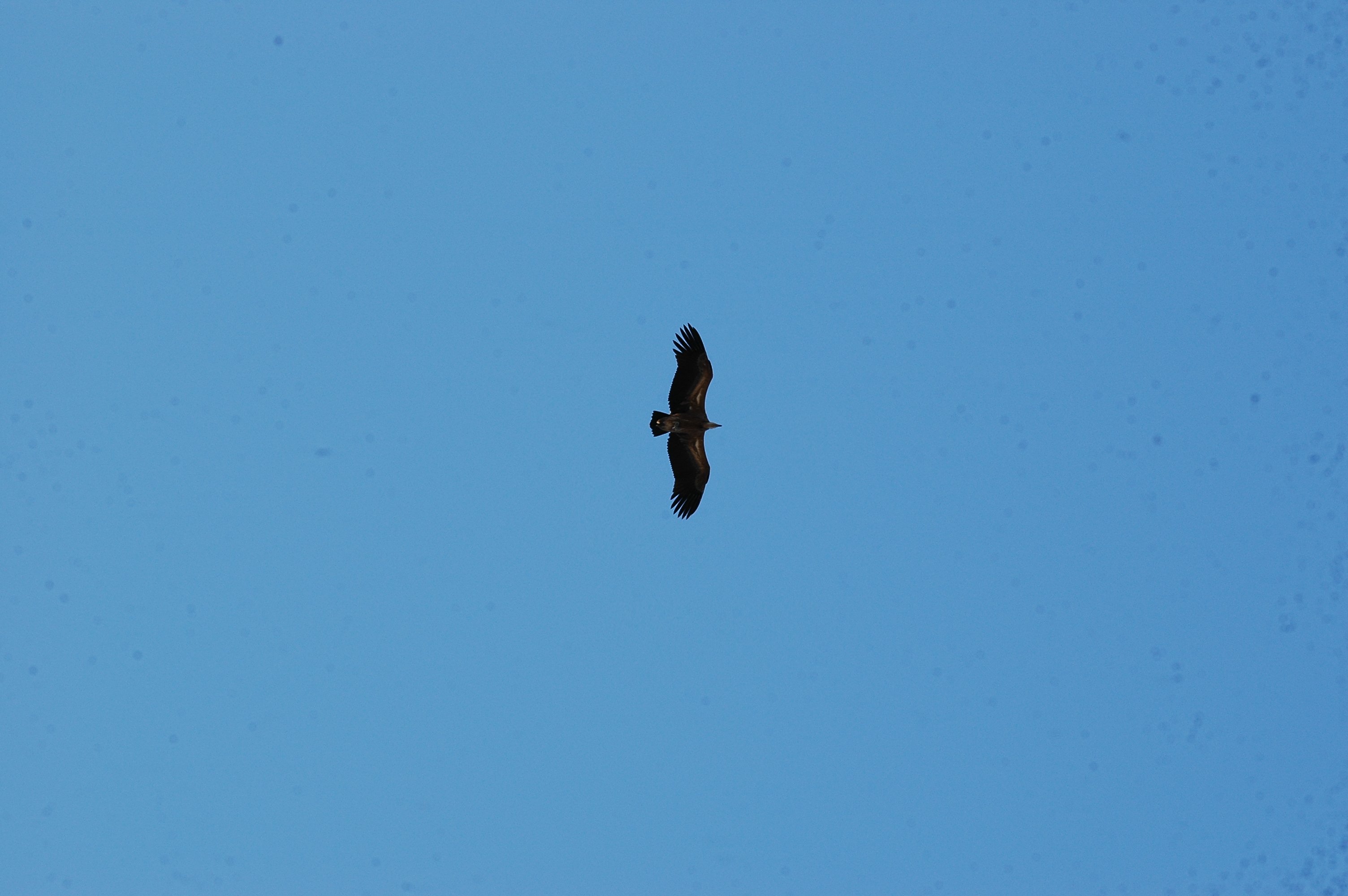photos/wildlife/Bird_Species/032-Hawks-Eagles-Harriers-Falcons/0645-Eurasian_Griffon/20090922-Spain-22.jpg