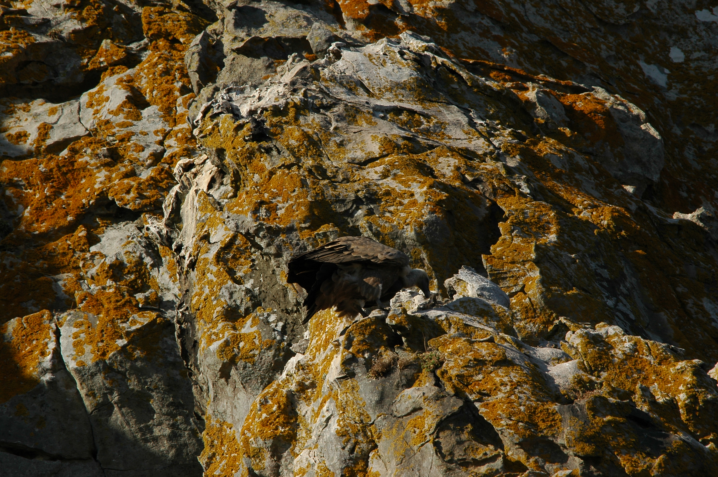 photos/wildlife/Bird_Species/032-Hawks-Eagles-Harriers-Falcons/0645-Eurasian_Griffon/20090922-Spain-23.jpg
