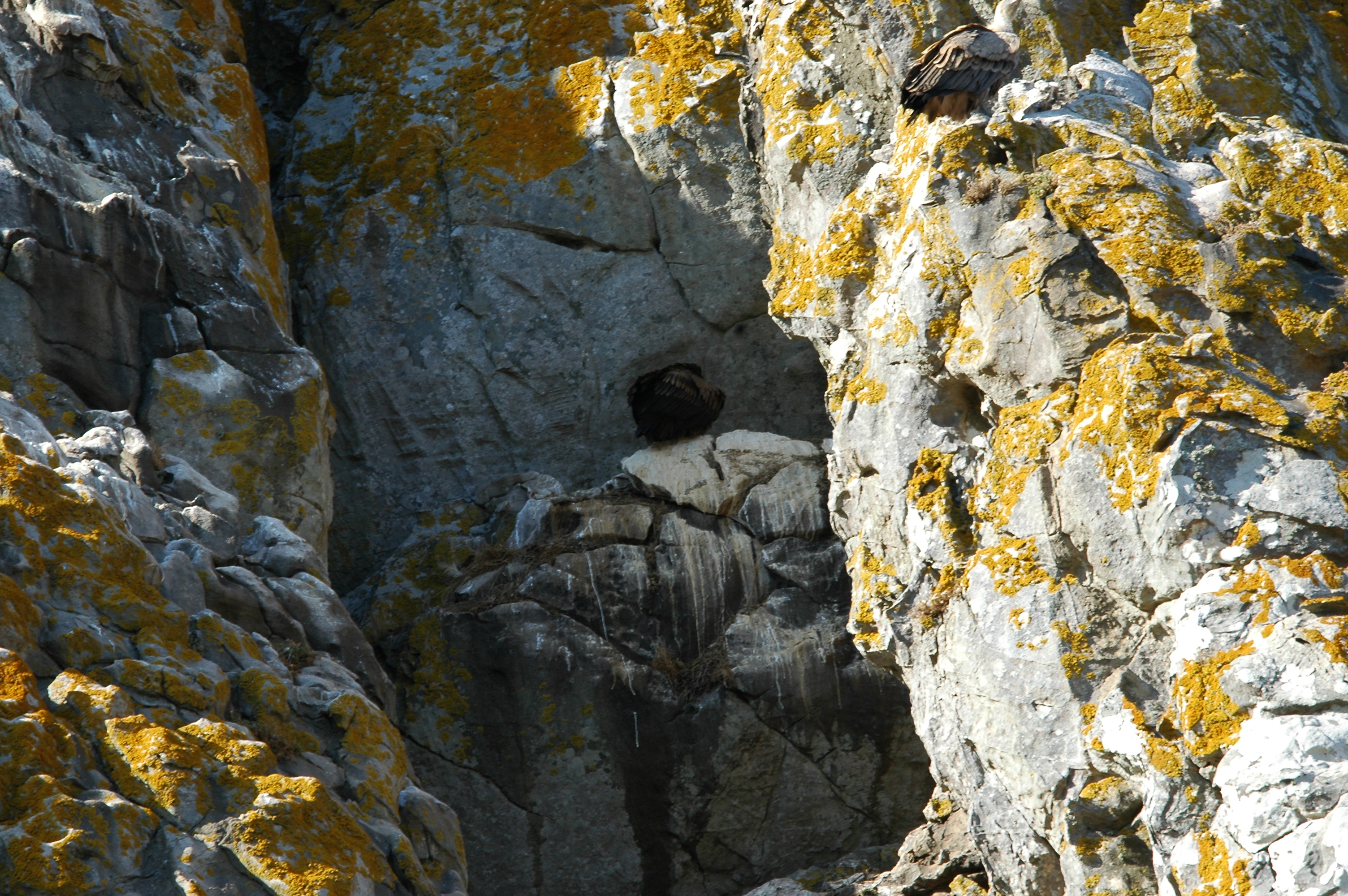 photos/wildlife/Bird_Species/032-Hawks-Eagles-Harriers-Falcons/0645-Eurasian_Griffon/20090922-Spain-24.jpg