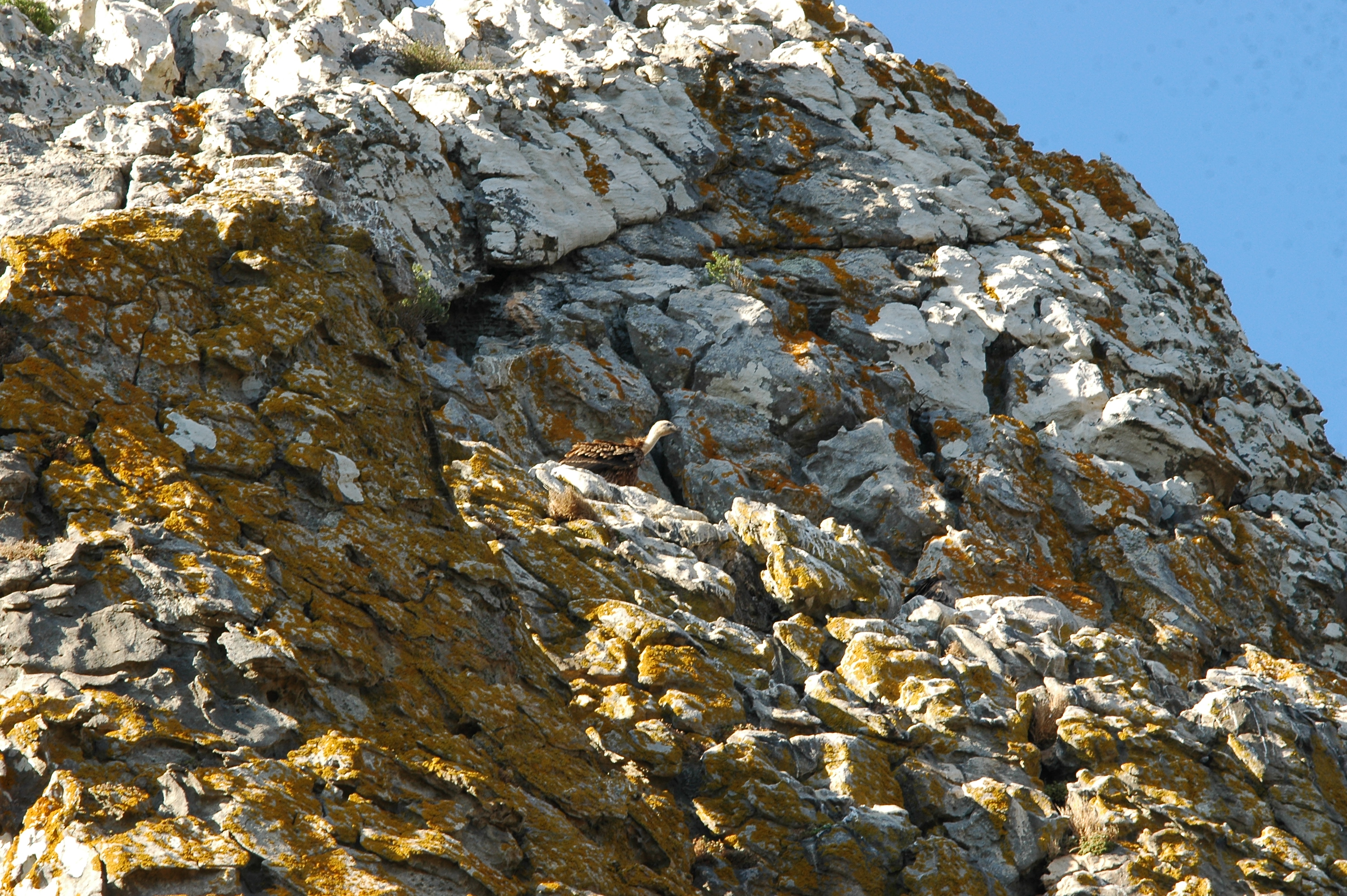photos/wildlife/Bird_Species/032-Hawks-Eagles-Harriers-Falcons/0645-Eurasian_Griffon/20090922-Spain-25.jpg