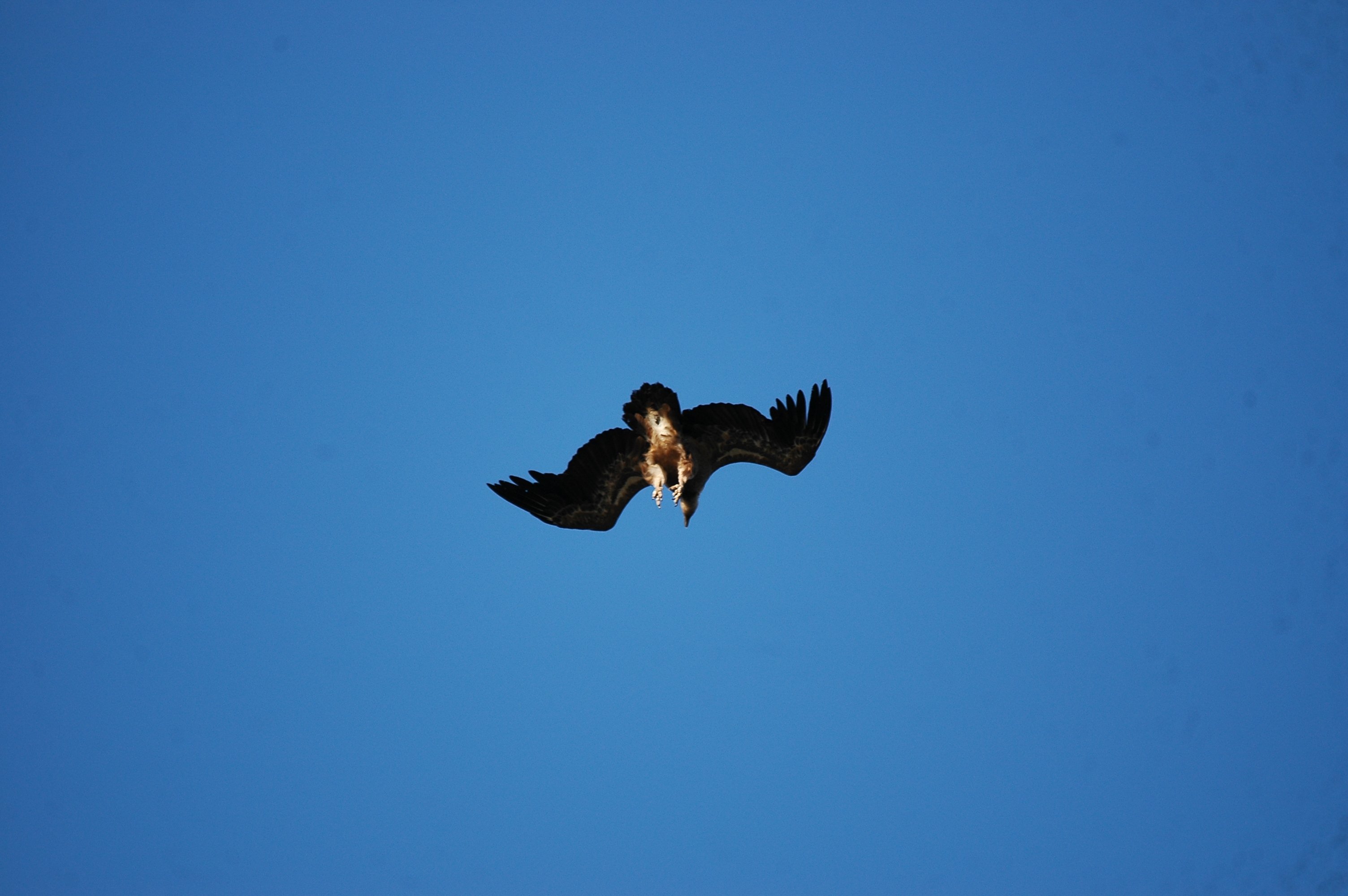 photos/wildlife/Bird_Species/032-Hawks-Eagles-Harriers-Falcons/0645-Eurasian_Griffon/20090922-Spain-26.jpg