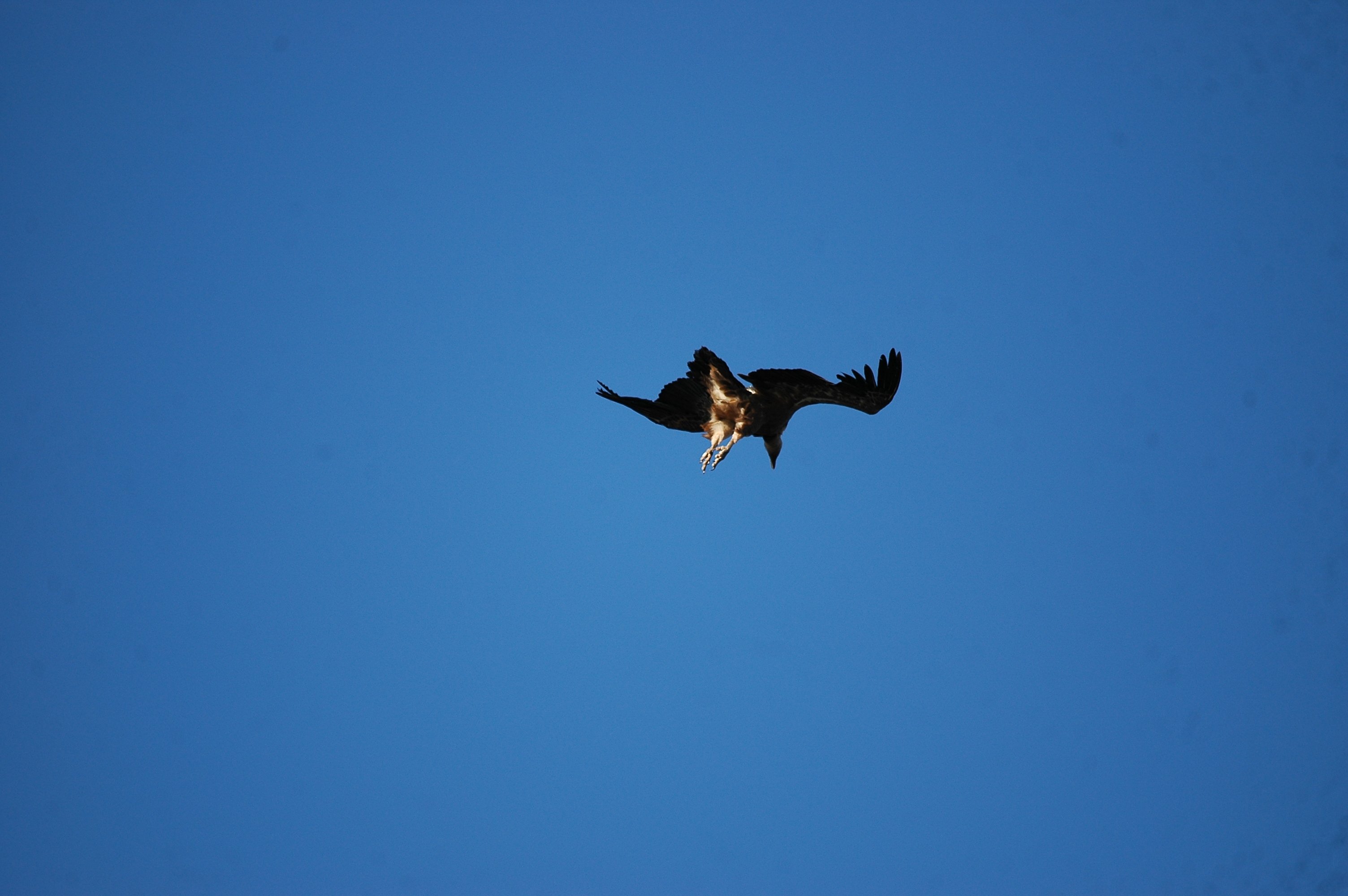 photos/wildlife/Bird_Species/032-Hawks-Eagles-Harriers-Falcons/0645-Eurasian_Griffon/20090922-Spain-27.jpg