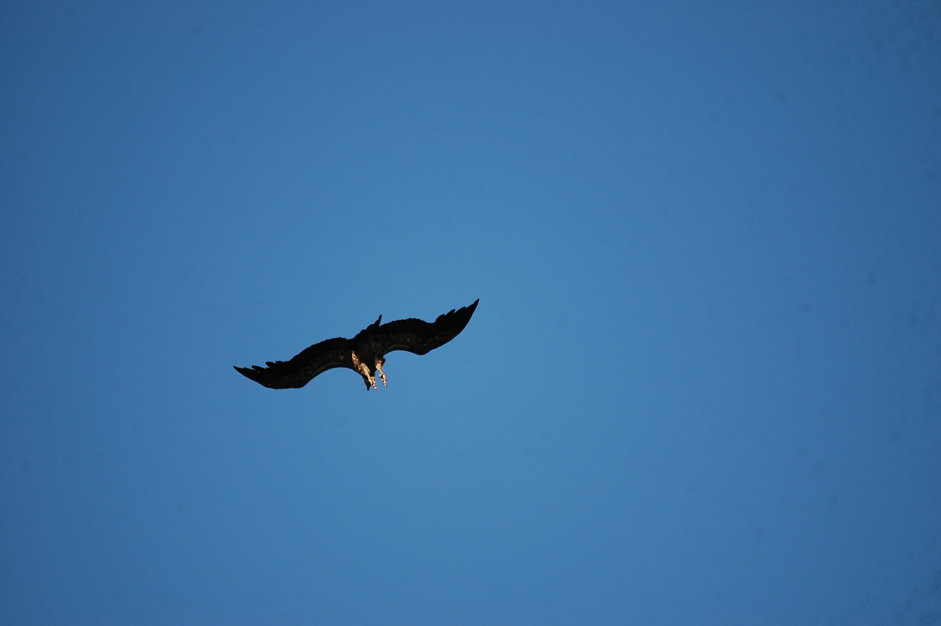 photos/wildlife/Bird_Species/032-Hawks-Eagles-Harriers-Falcons/0645-Eurasian_Griffon/20090922-Spain-28.jpg
