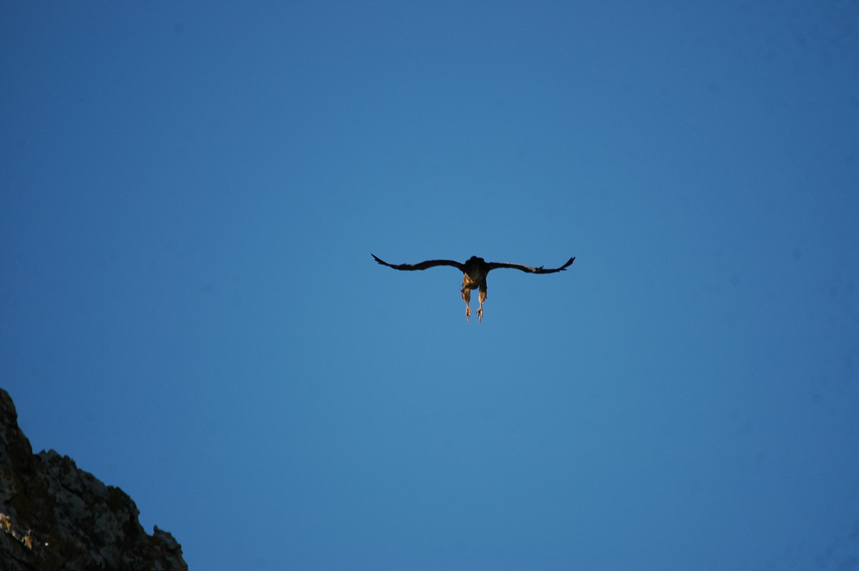 photos/wildlife/Bird_Species/032-Hawks-Eagles-Harriers-Falcons/0645-Eurasian_Griffon/20090922-Spain-29.jpg