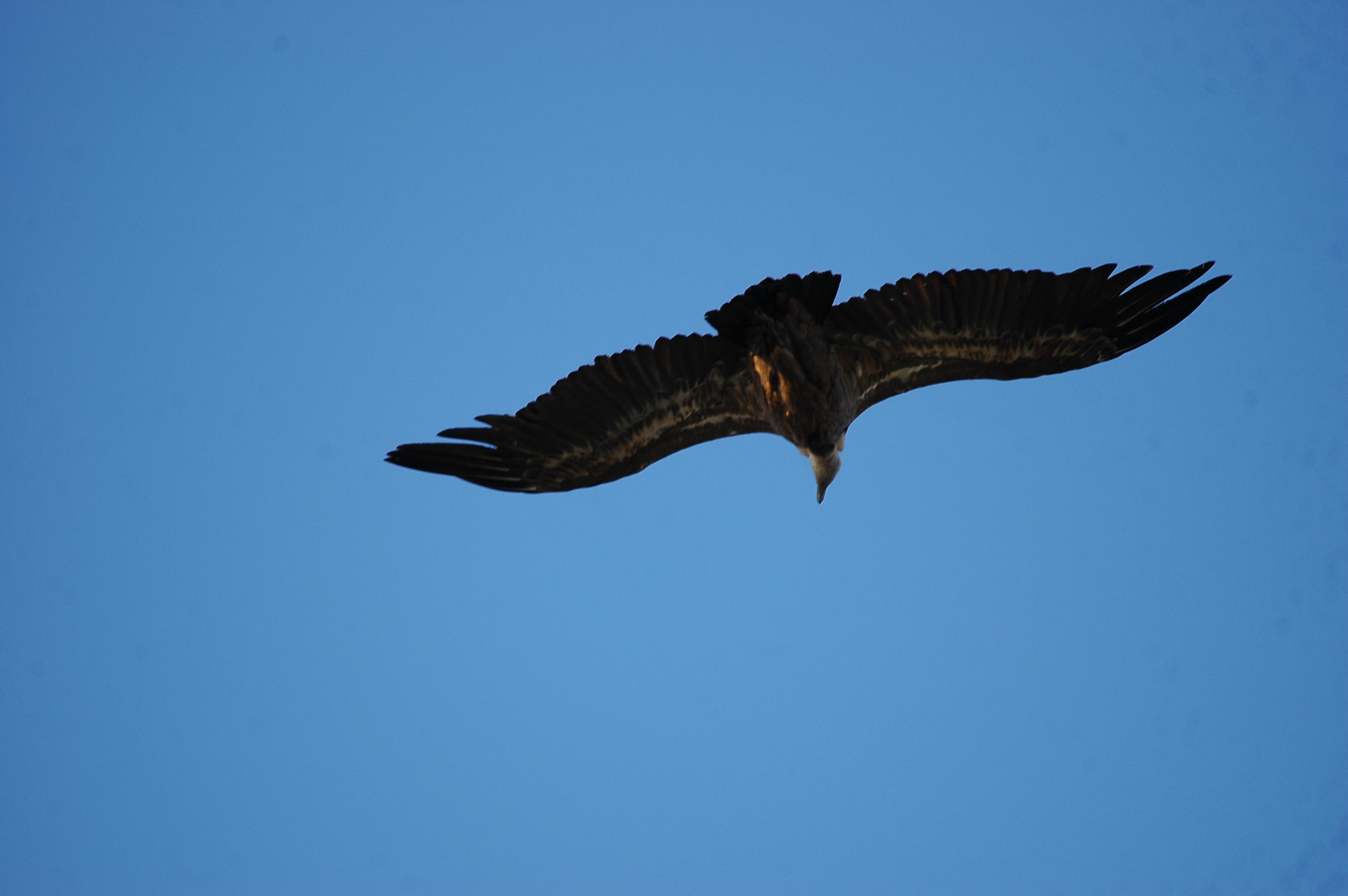 photos/wildlife/Bird_Species/032-Hawks-Eagles-Harriers-Falcons/0645-Eurasian_Griffon/20090922-Spain-30.jpg