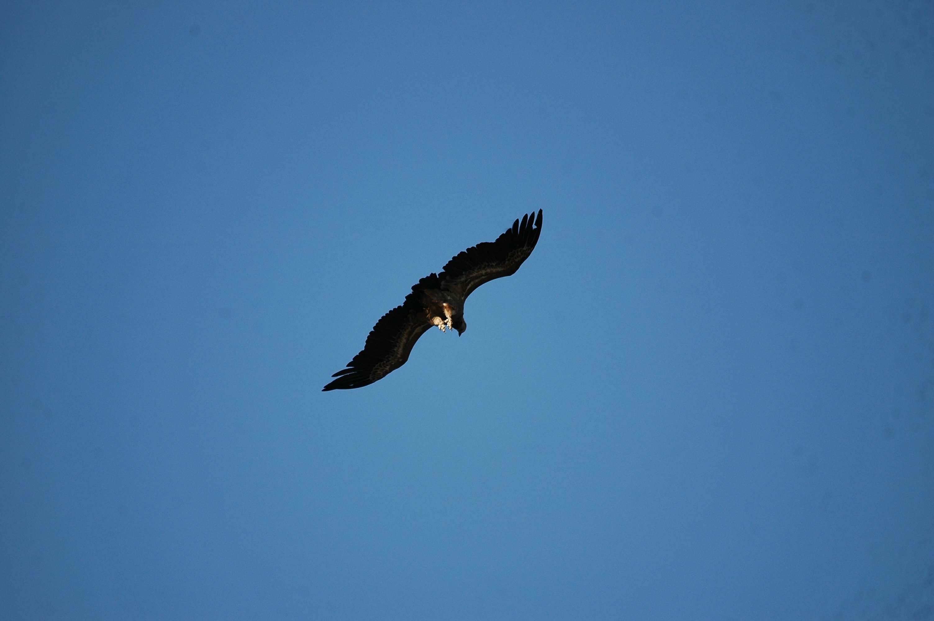 photos/wildlife/Bird_Species/032-Hawks-Eagles-Harriers-Falcons/0645-Eurasian_Griffon/20090922-Spain-31.jpg