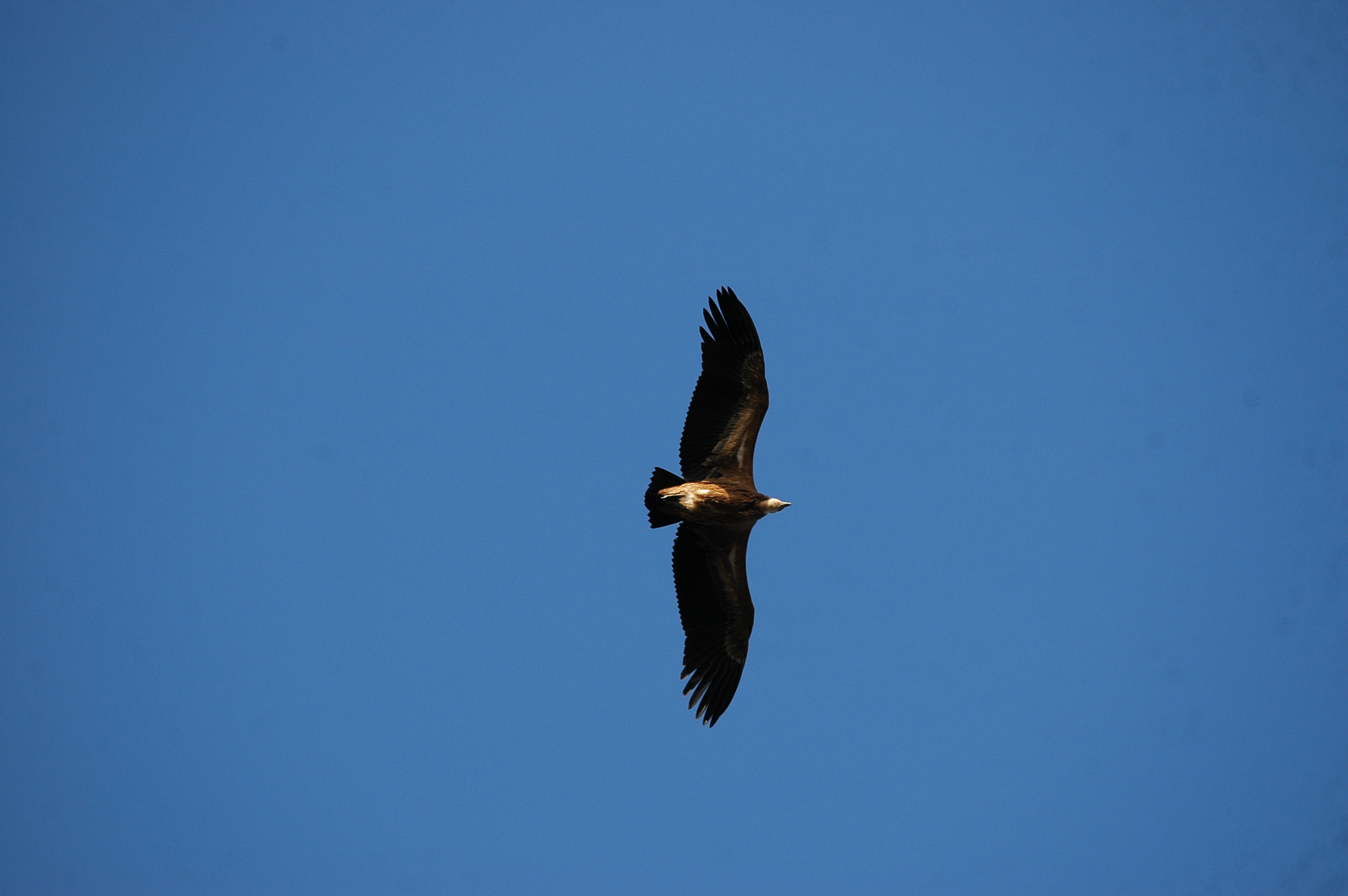 photos/wildlife/Bird_Species/032-Hawks-Eagles-Harriers-Falcons/0645-Eurasian_Griffon/20090922-Spain-32.jpg