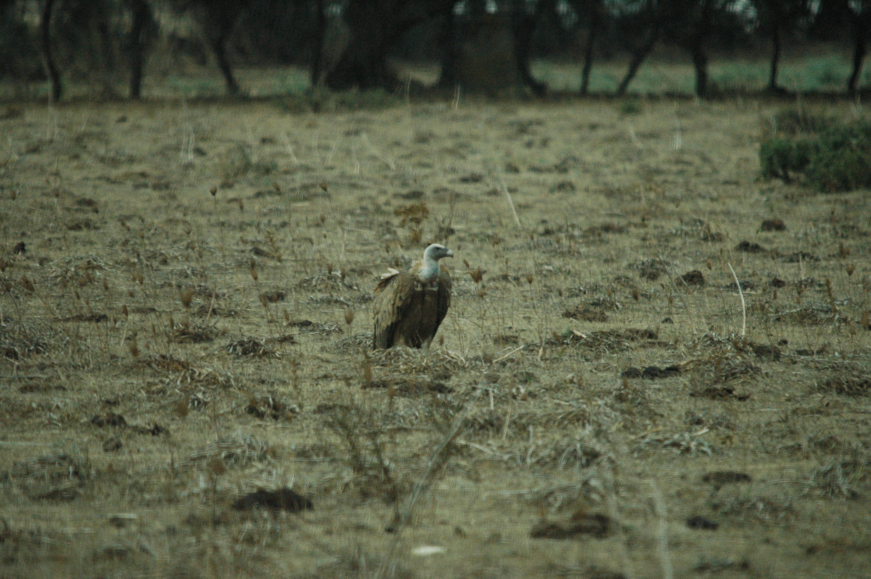 photos/wildlife/Bird_Species/032-Hawks-Eagles-Harriers-Falcons/0645-Eurasian_Griffon/20090927-Spain-01.jpg