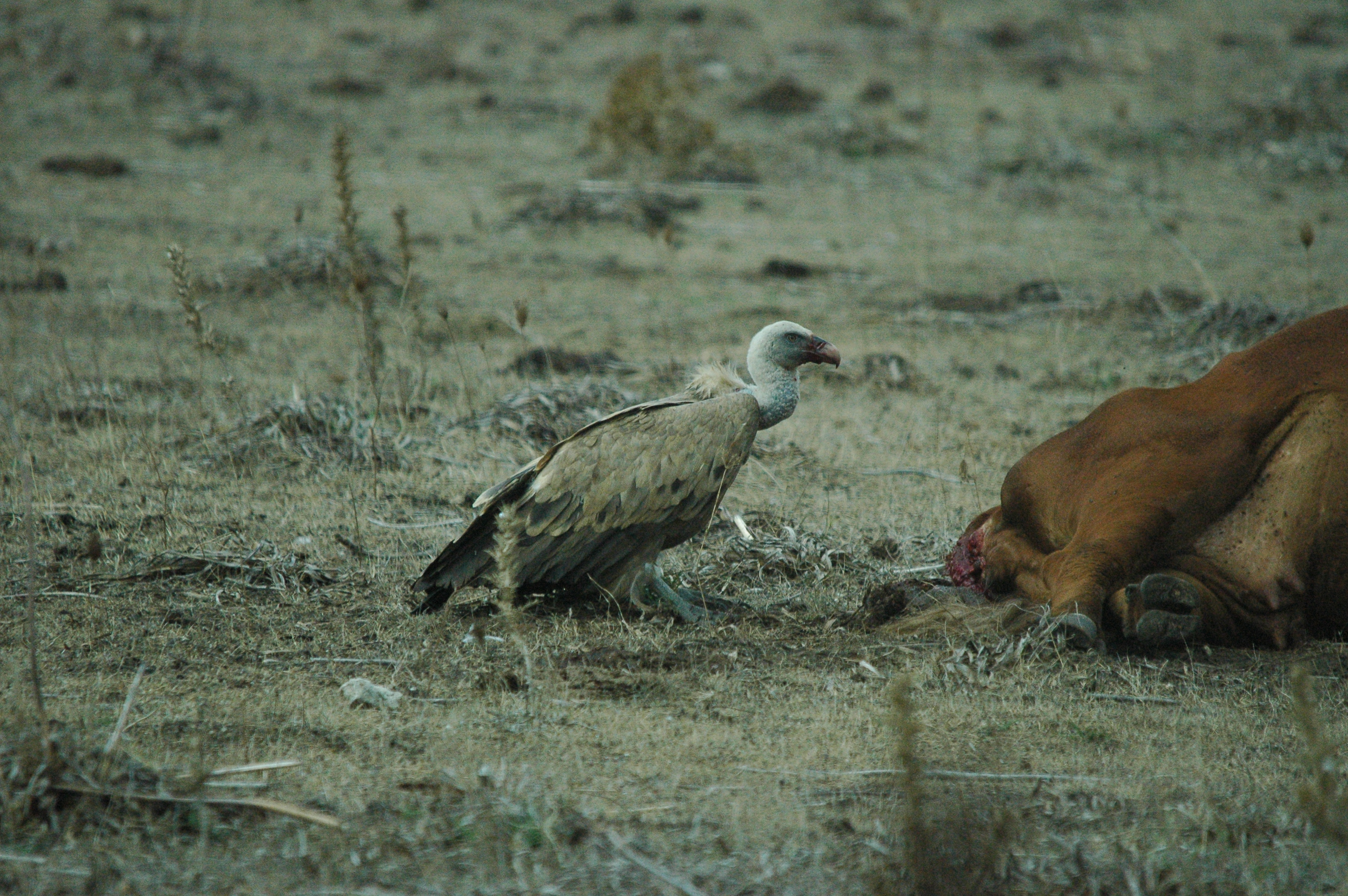 photos/wildlife/Bird_Species/032-Hawks-Eagles-Harriers-Falcons/0645-Eurasian_Griffon/20090927-Spain-02.jpg