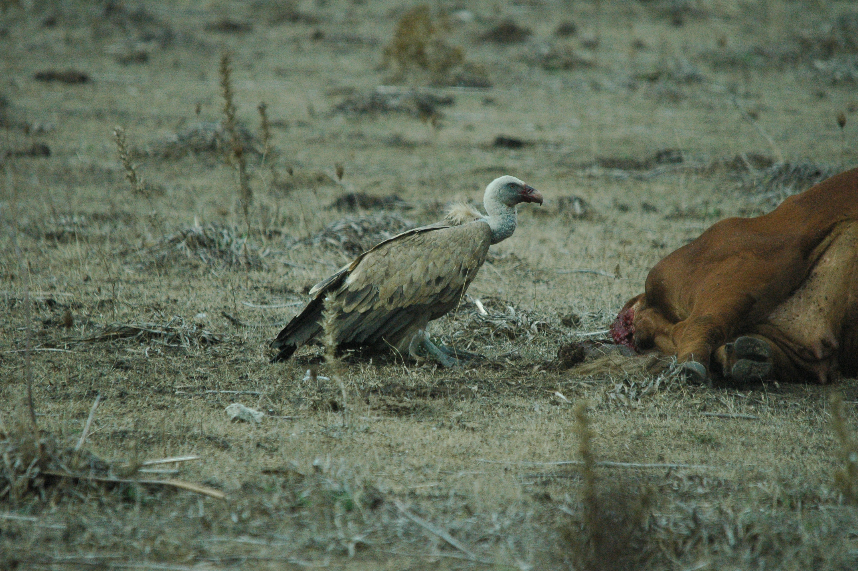 photos/wildlife/Bird_Species/032-Hawks-Eagles-Harriers-Falcons/0645-Eurasian_Griffon/20090927-Spain-03.jpg