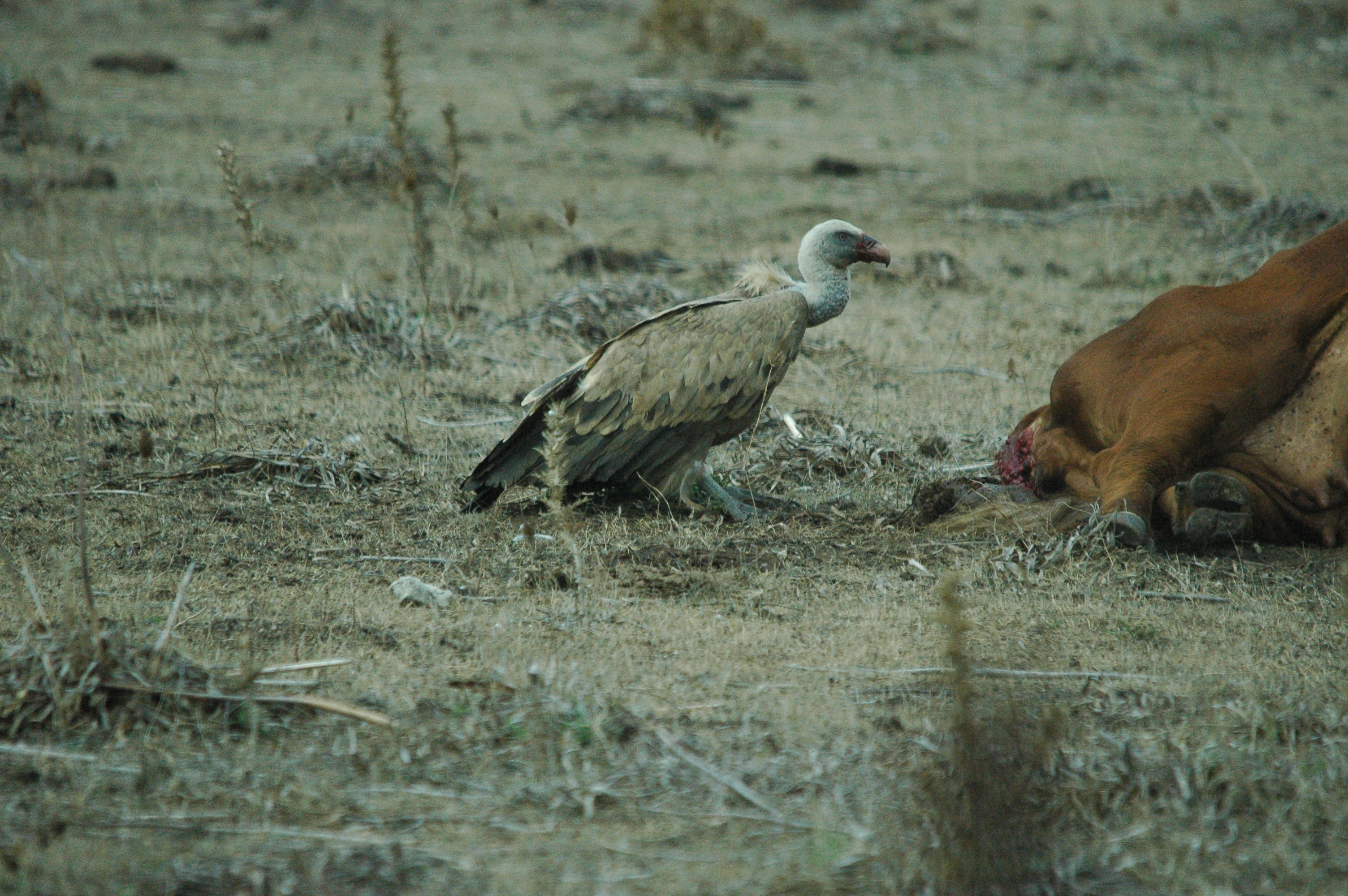 photos/wildlife/Bird_Species/032-Hawks-Eagles-Harriers-Falcons/0645-Eurasian_Griffon/20090927-Spain-04.jpg