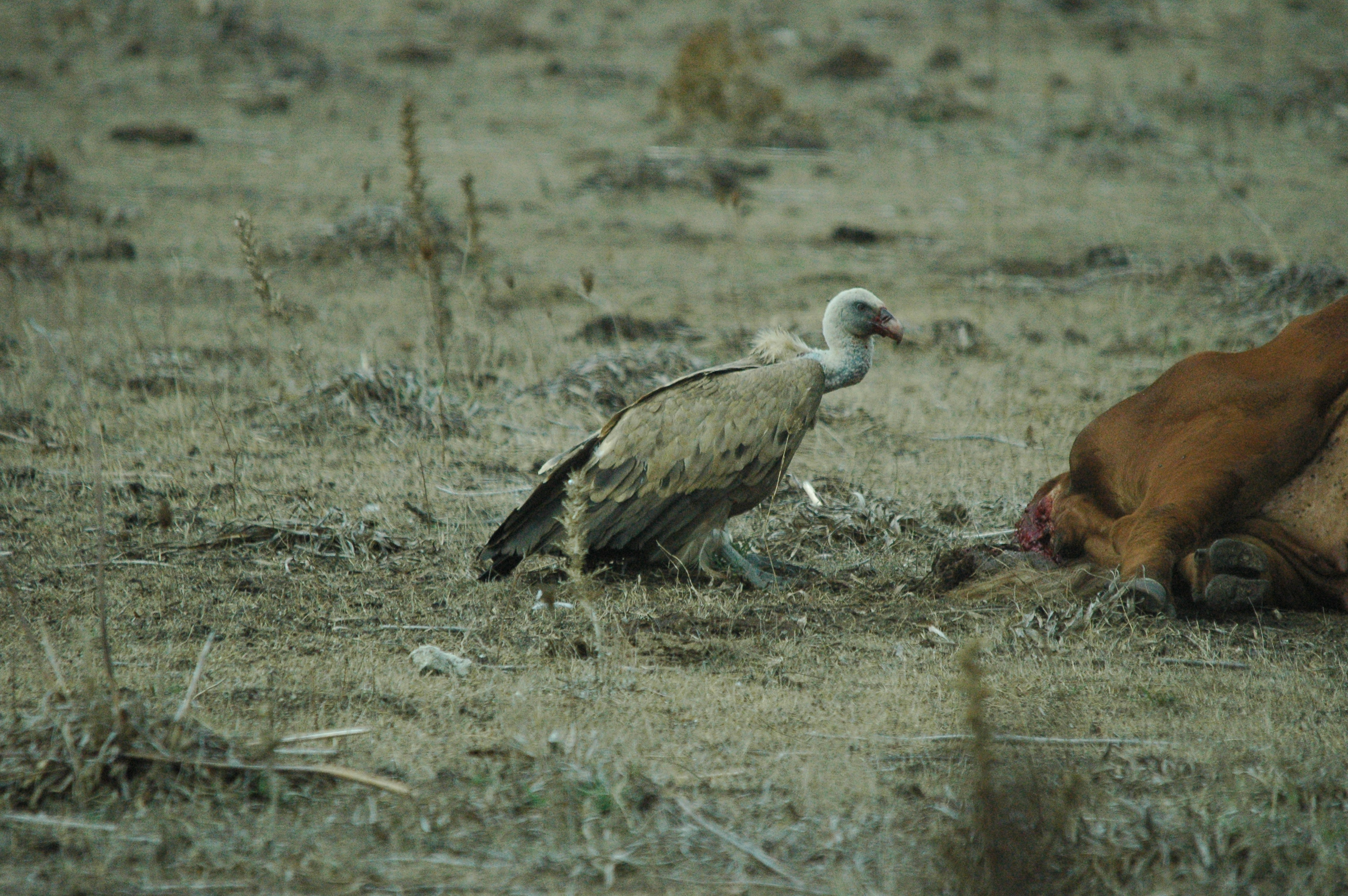 photos/wildlife/Bird_Species/032-Hawks-Eagles-Harriers-Falcons/0645-Eurasian_Griffon/20090927-Spain-06.jpg