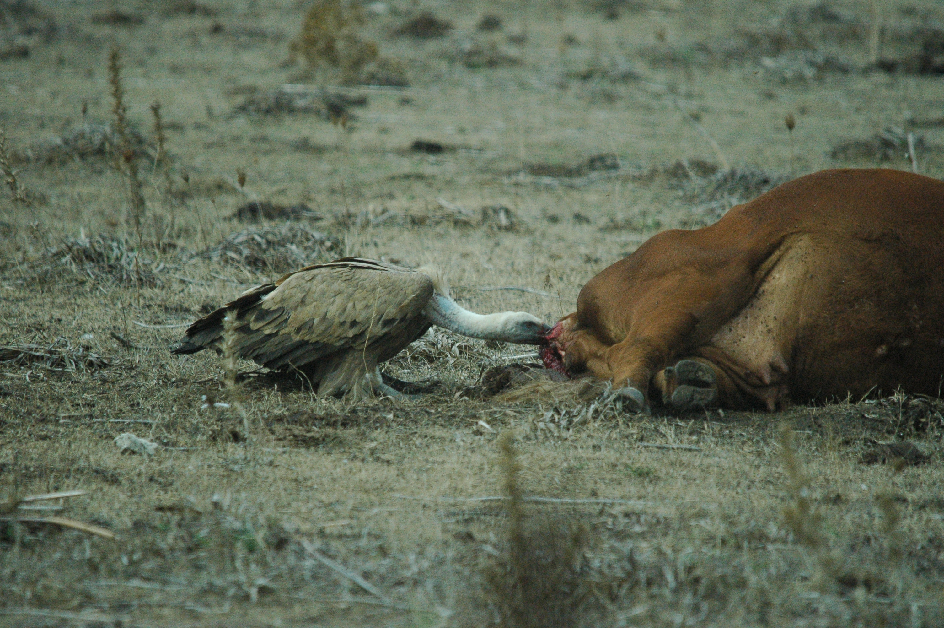 photos/wildlife/Bird_Species/032-Hawks-Eagles-Harriers-Falcons/0645-Eurasian_Griffon/20090927-Spain-07.jpg