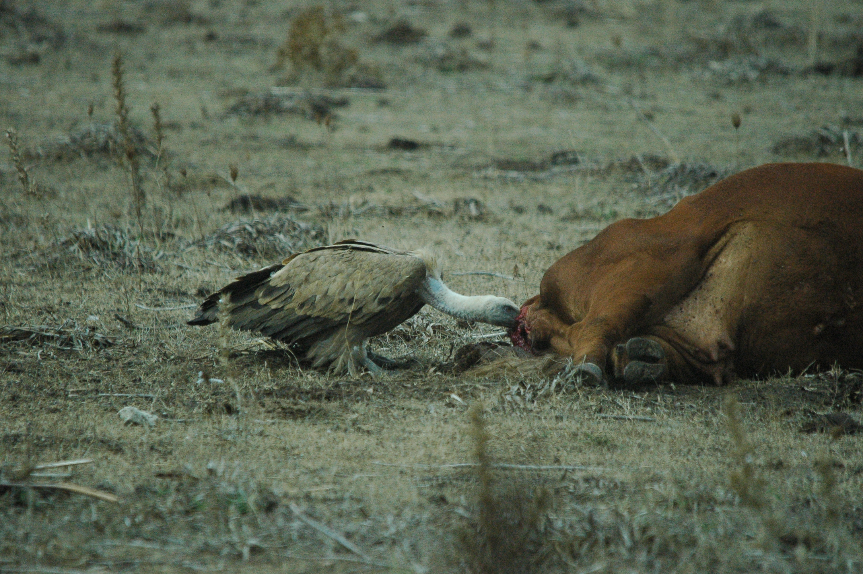 photos/wildlife/Bird_Species/032-Hawks-Eagles-Harriers-Falcons/0645-Eurasian_Griffon/20090927-Spain-08.jpg
