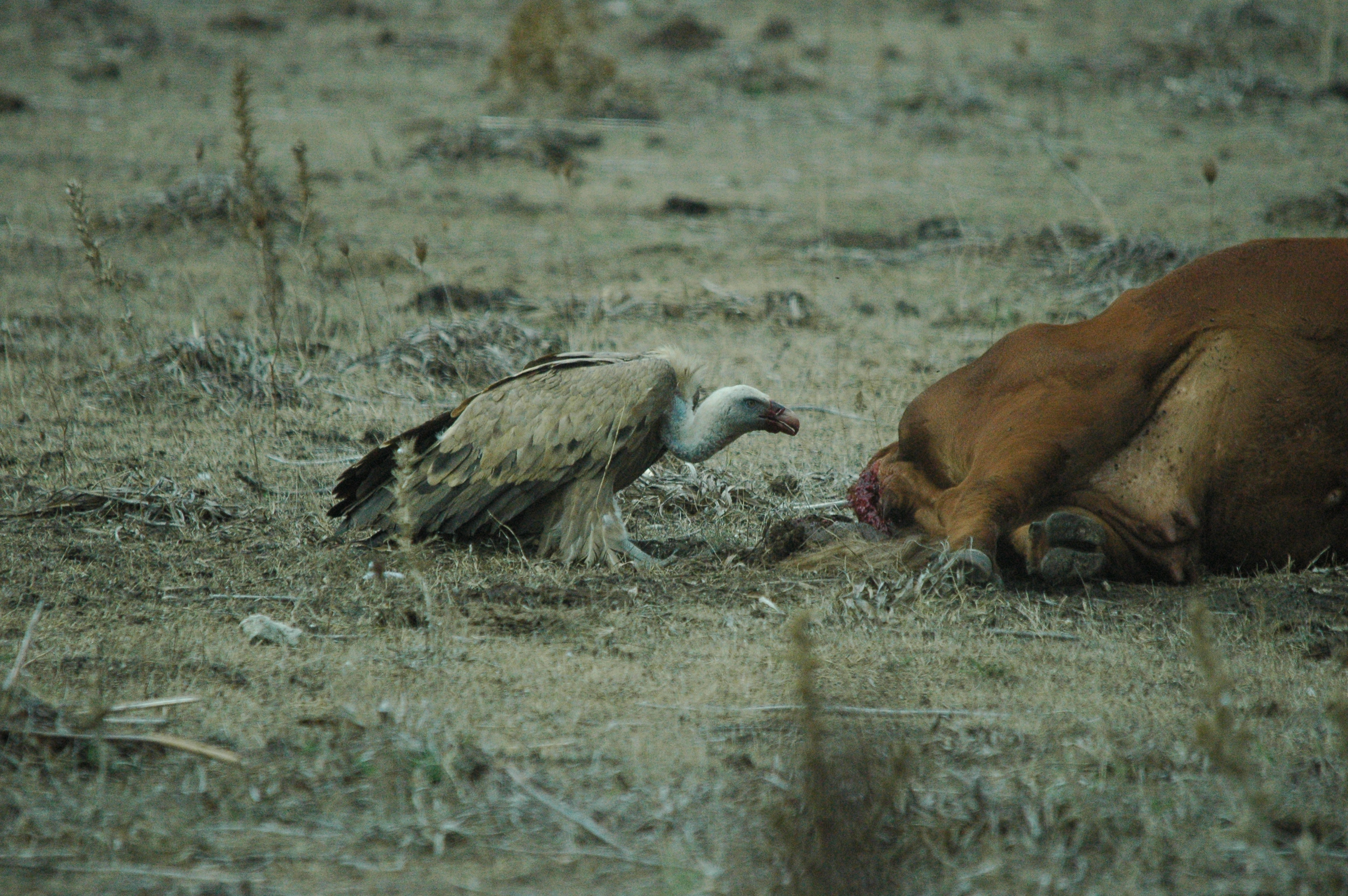 photos/wildlife/Bird_Species/032-Hawks-Eagles-Harriers-Falcons/0645-Eurasian_Griffon/20090927-Spain-09.jpg