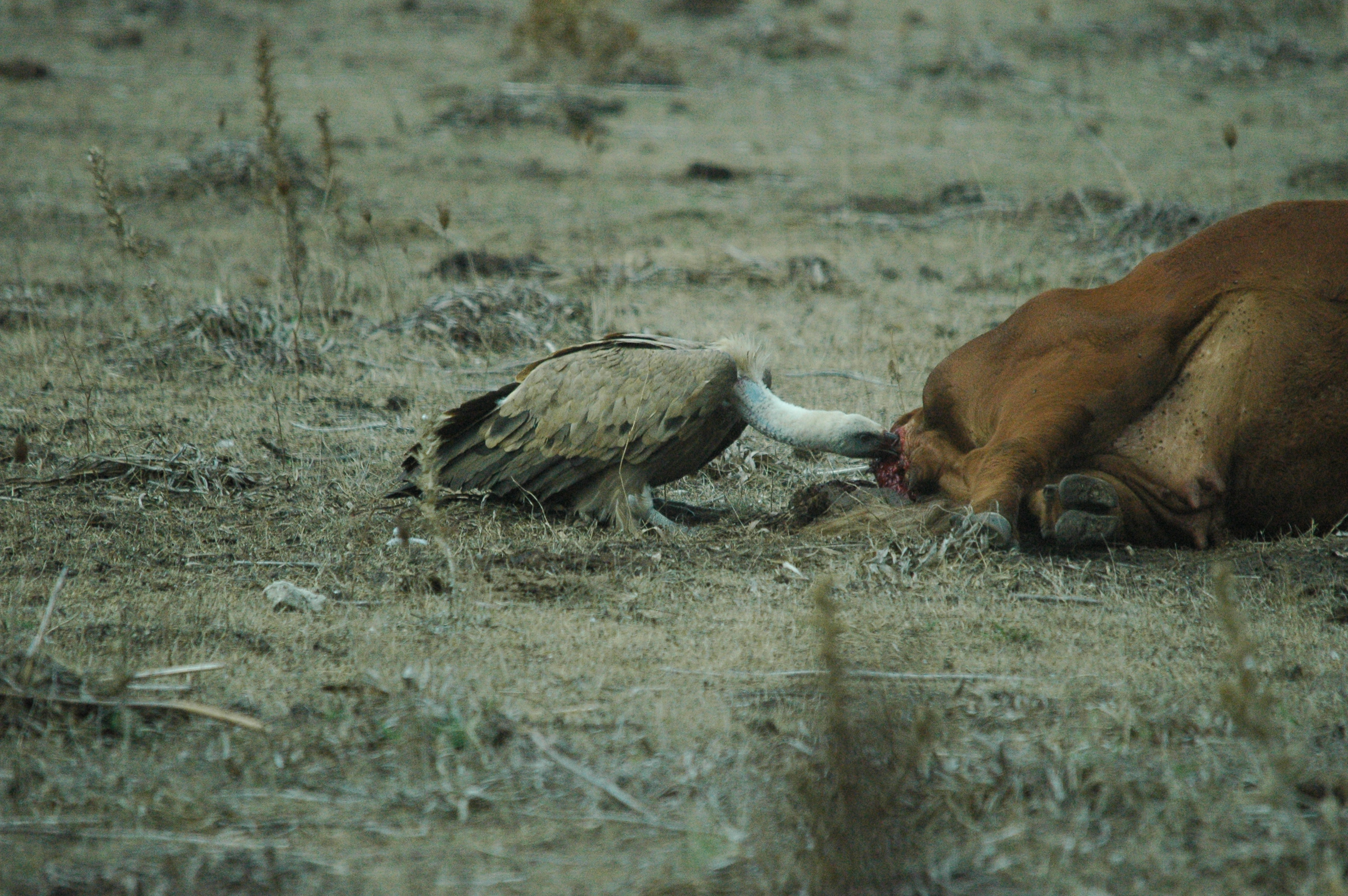 photos/wildlife/Bird_Species/032-Hawks-Eagles-Harriers-Falcons/0645-Eurasian_Griffon/20090927-Spain-10.jpg
