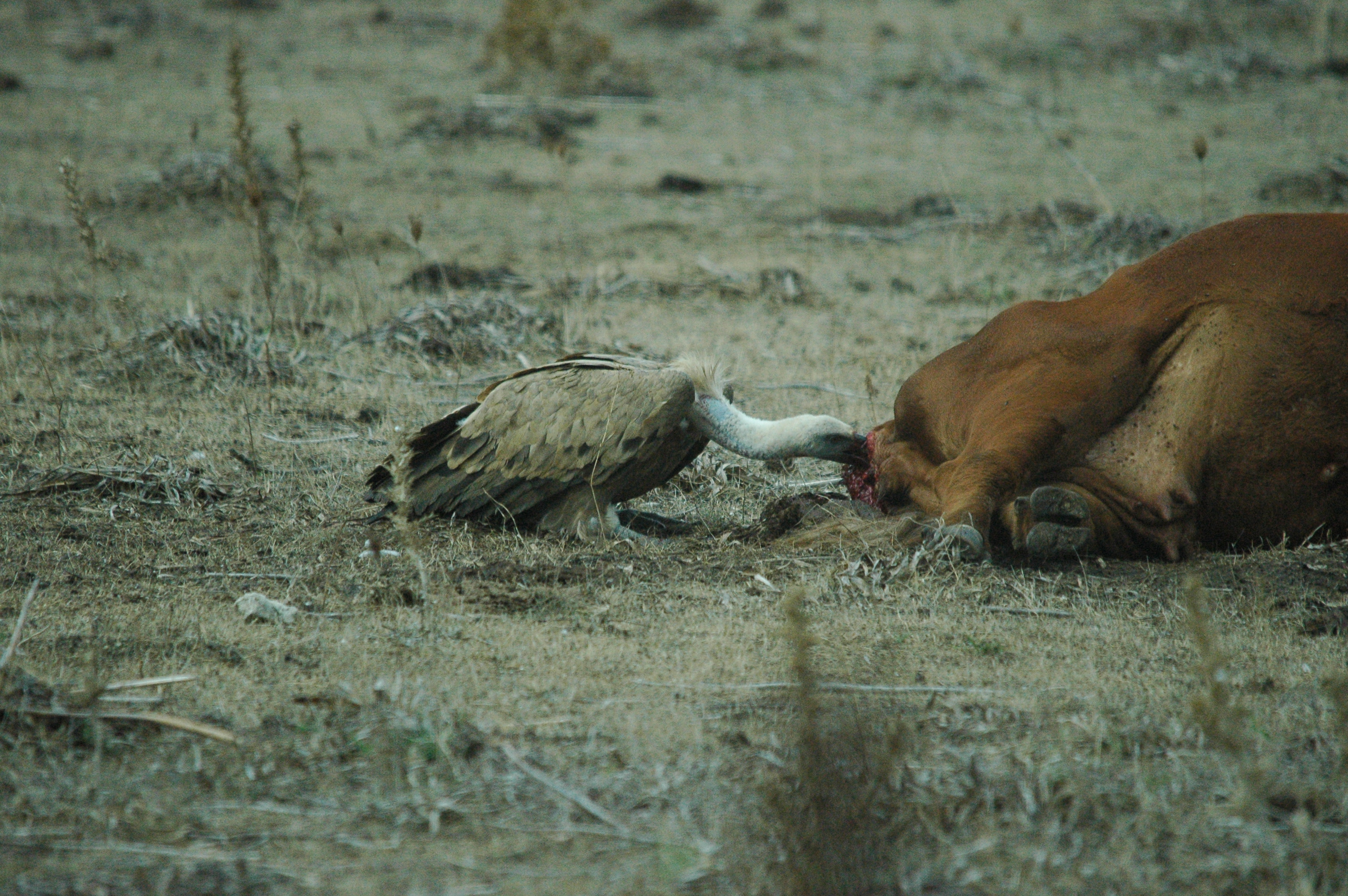 photos/wildlife/Bird_Species/032-Hawks-Eagles-Harriers-Falcons/0645-Eurasian_Griffon/20090927-Spain-11.jpg