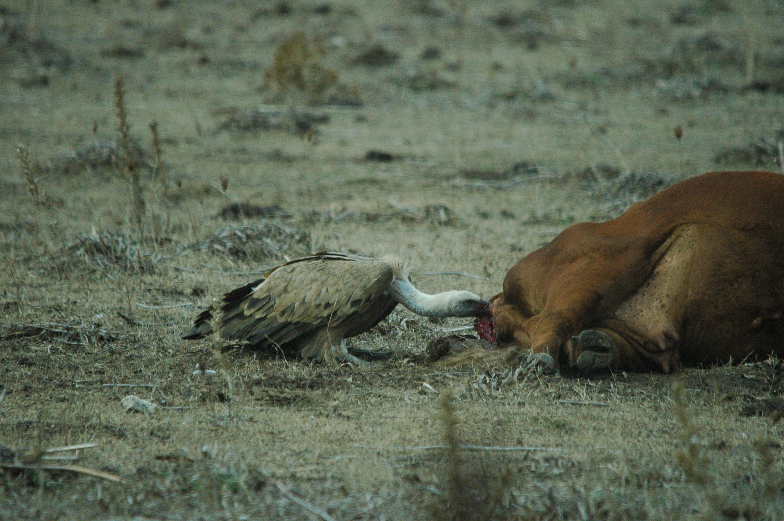 photos/wildlife/Bird_Species/032-Hawks-Eagles-Harriers-Falcons/0645-Eurasian_Griffon/20090927-Spain-12.jpg