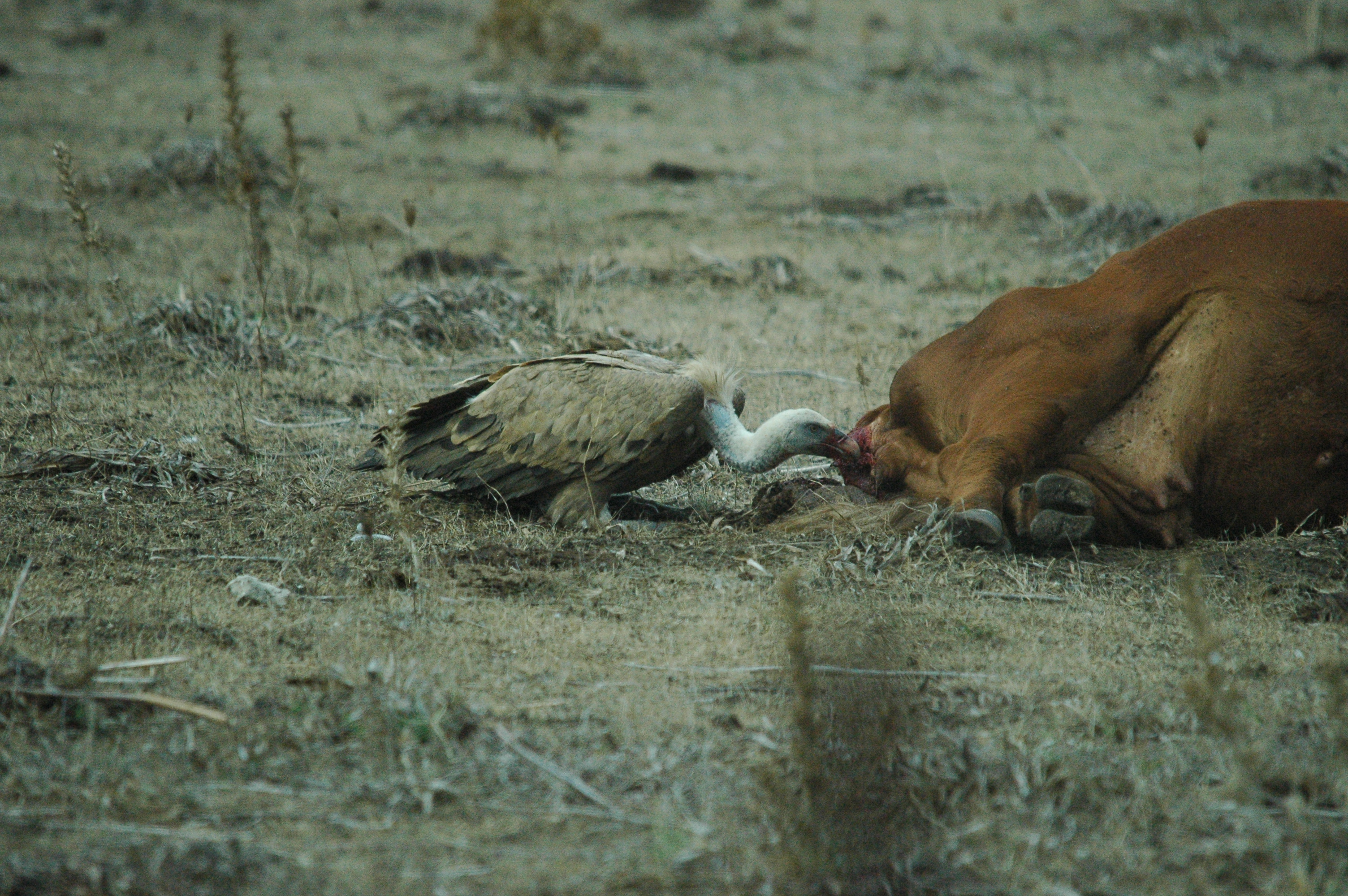 photos/wildlife/Bird_Species/032-Hawks-Eagles-Harriers-Falcons/0645-Eurasian_Griffon/20090927-Spain-13.jpg