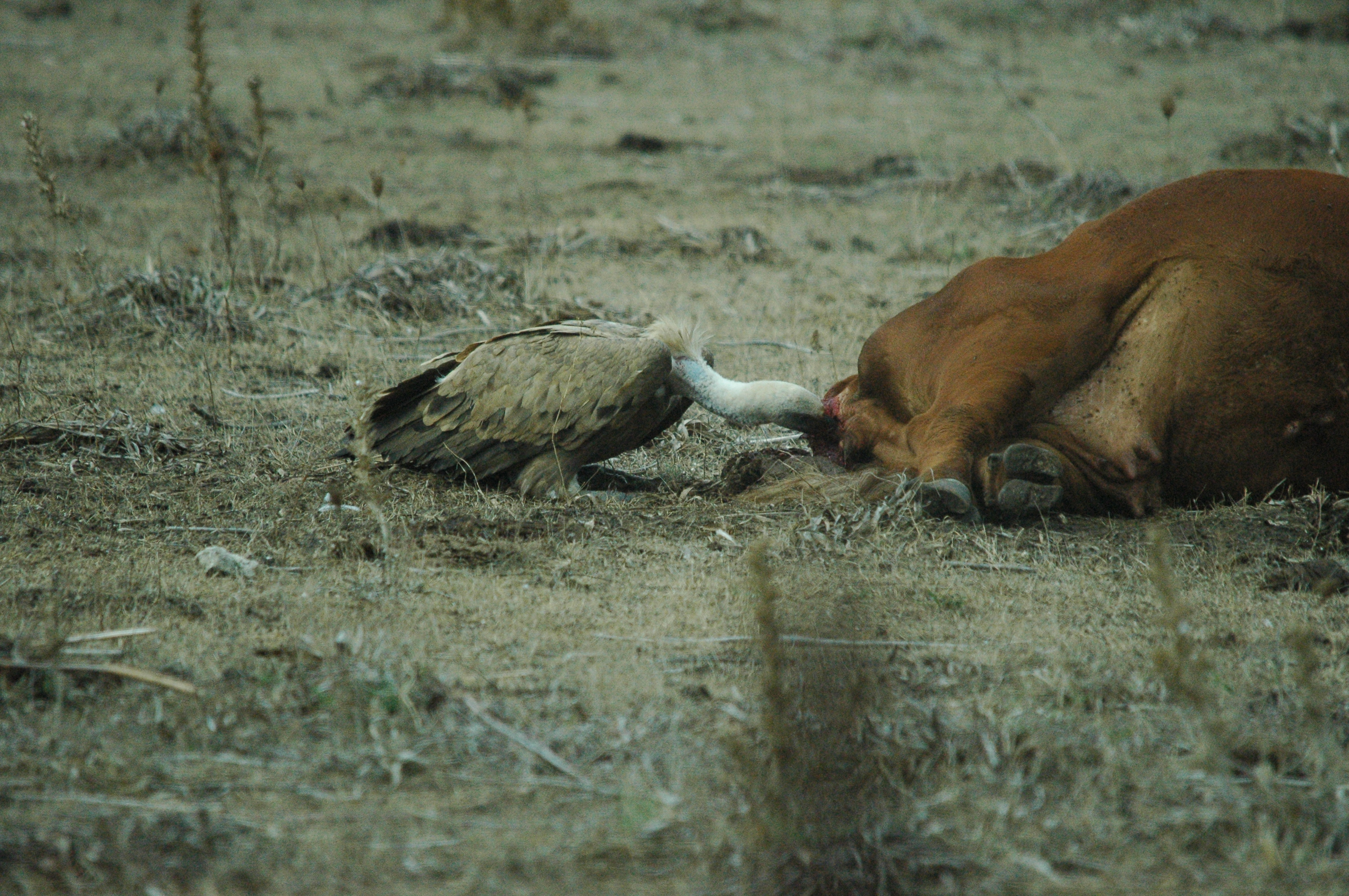 photos/wildlife/Bird_Species/032-Hawks-Eagles-Harriers-Falcons/0645-Eurasian_Griffon/20090927-Spain-15.jpg
