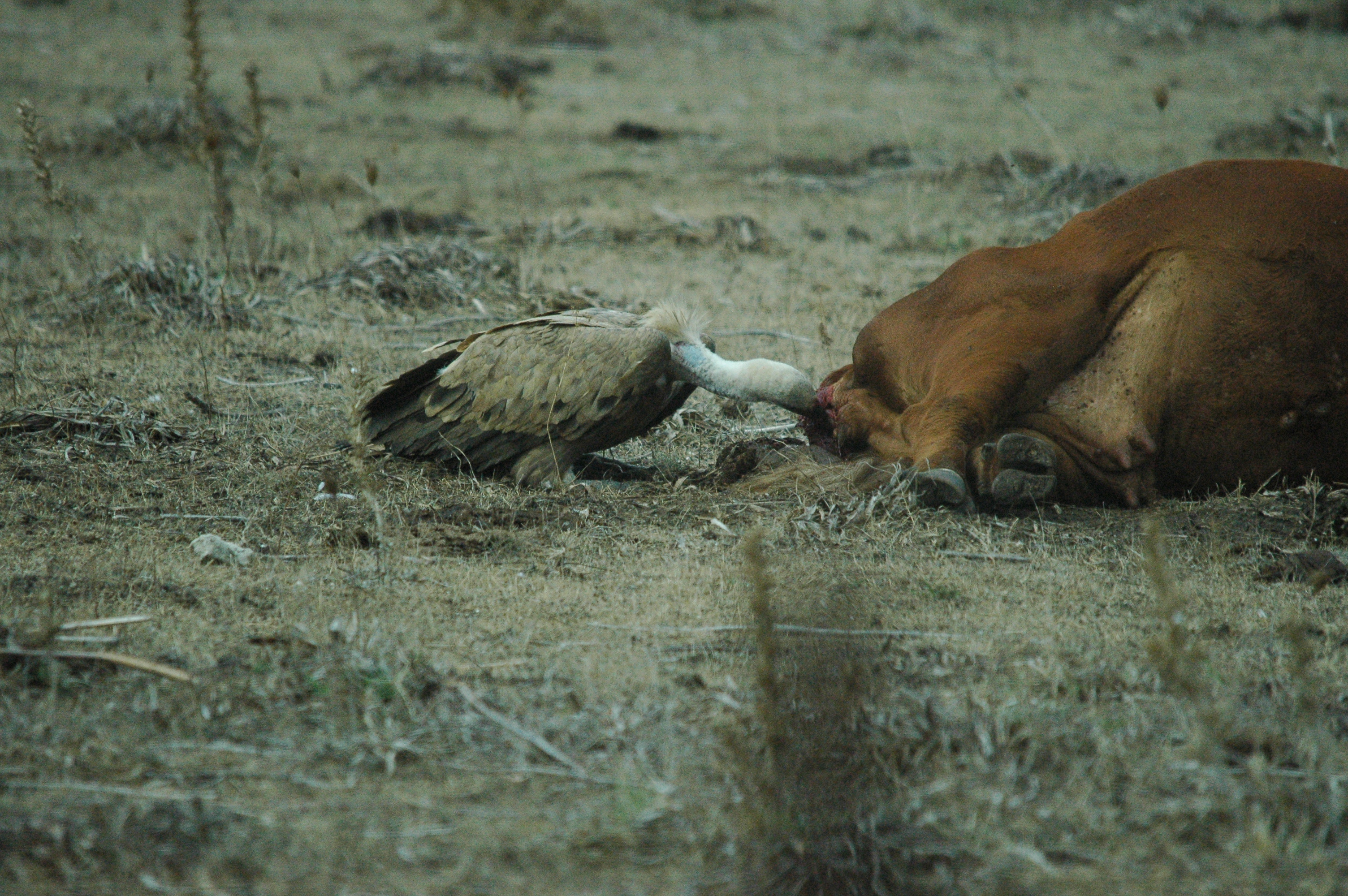 photos/wildlife/Bird_Species/032-Hawks-Eagles-Harriers-Falcons/0645-Eurasian_Griffon/20090927-Spain-16.jpg